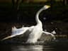 Whooper Swan
