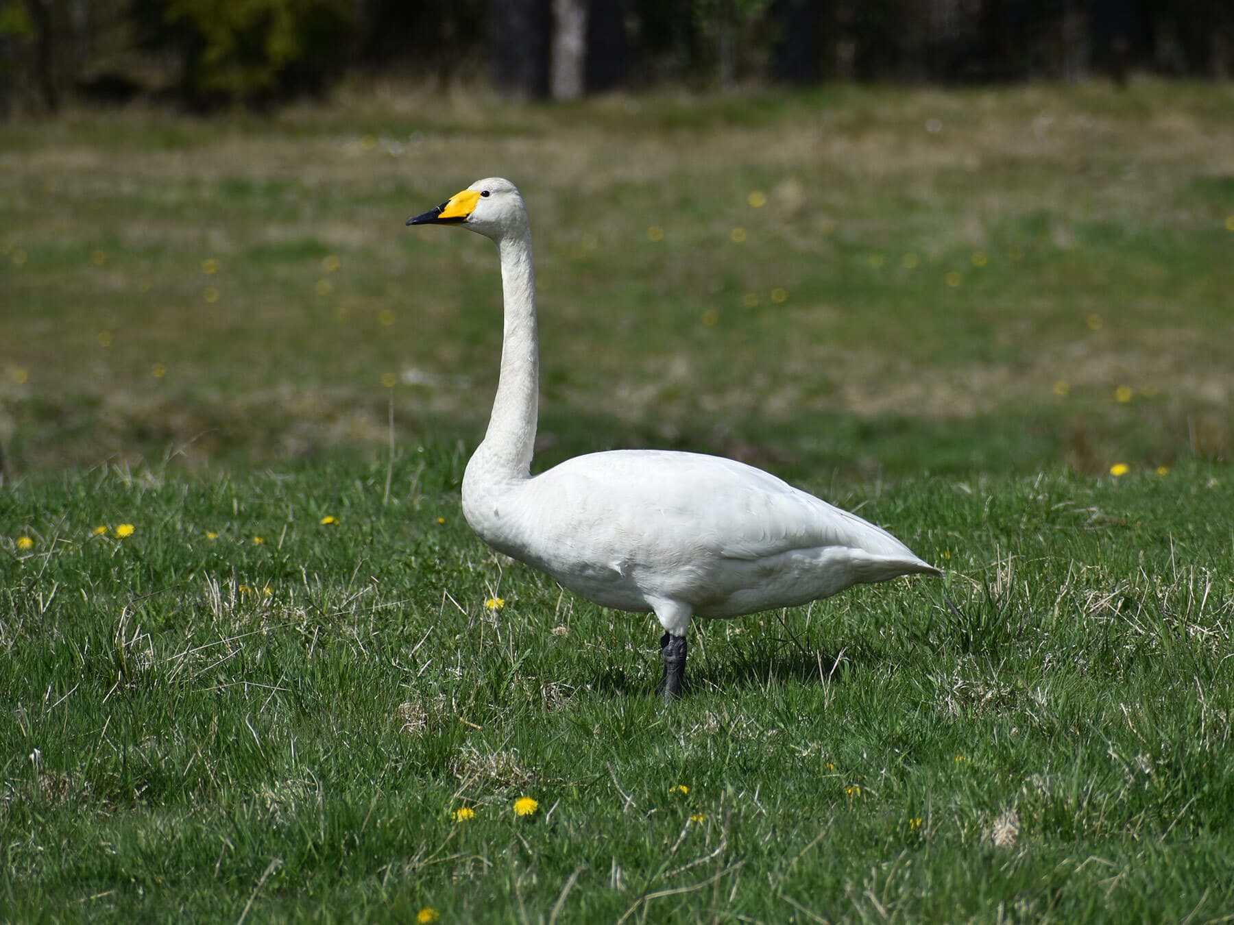 Whooper swan foraging