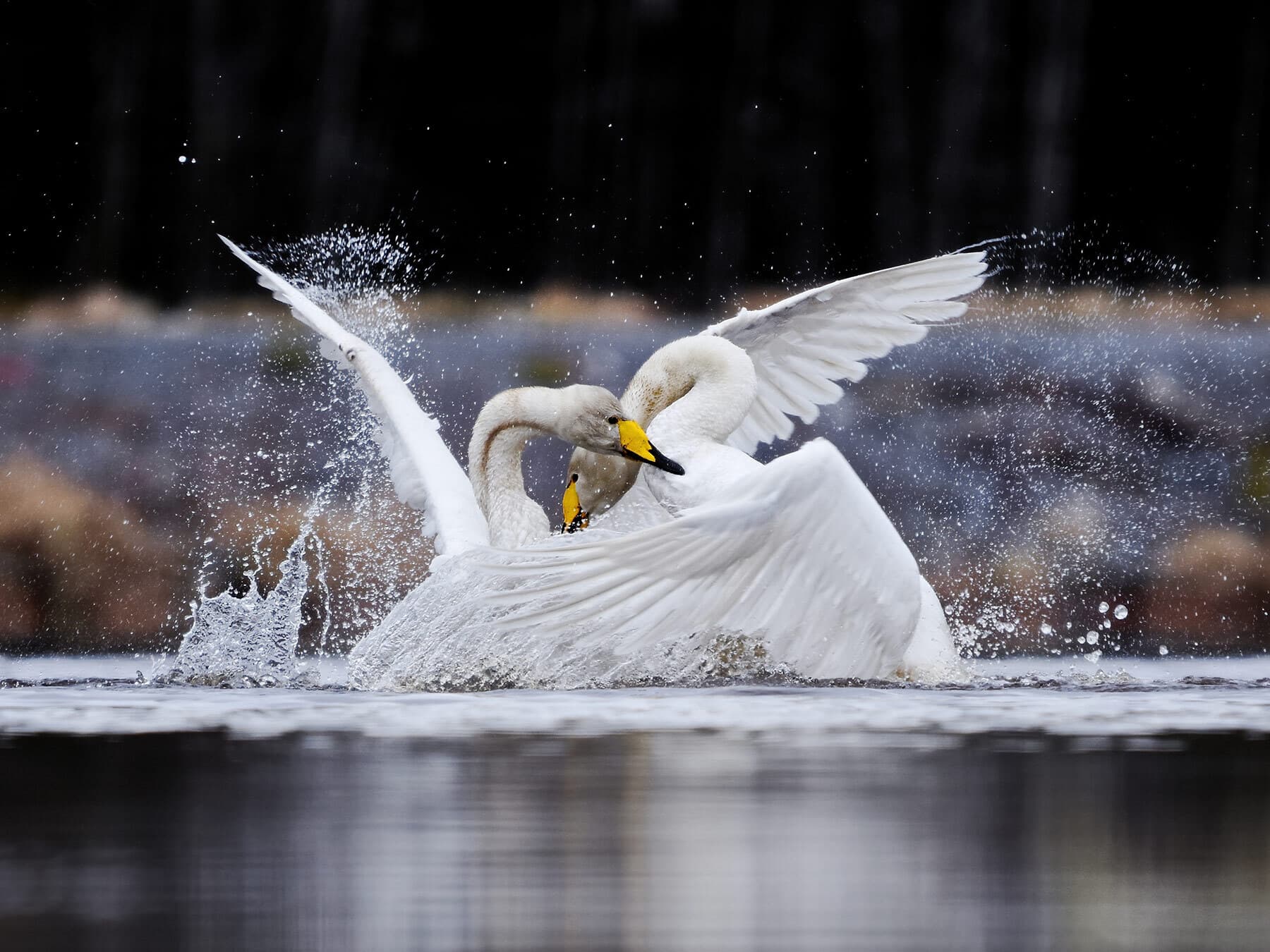 Whooper swans fighting