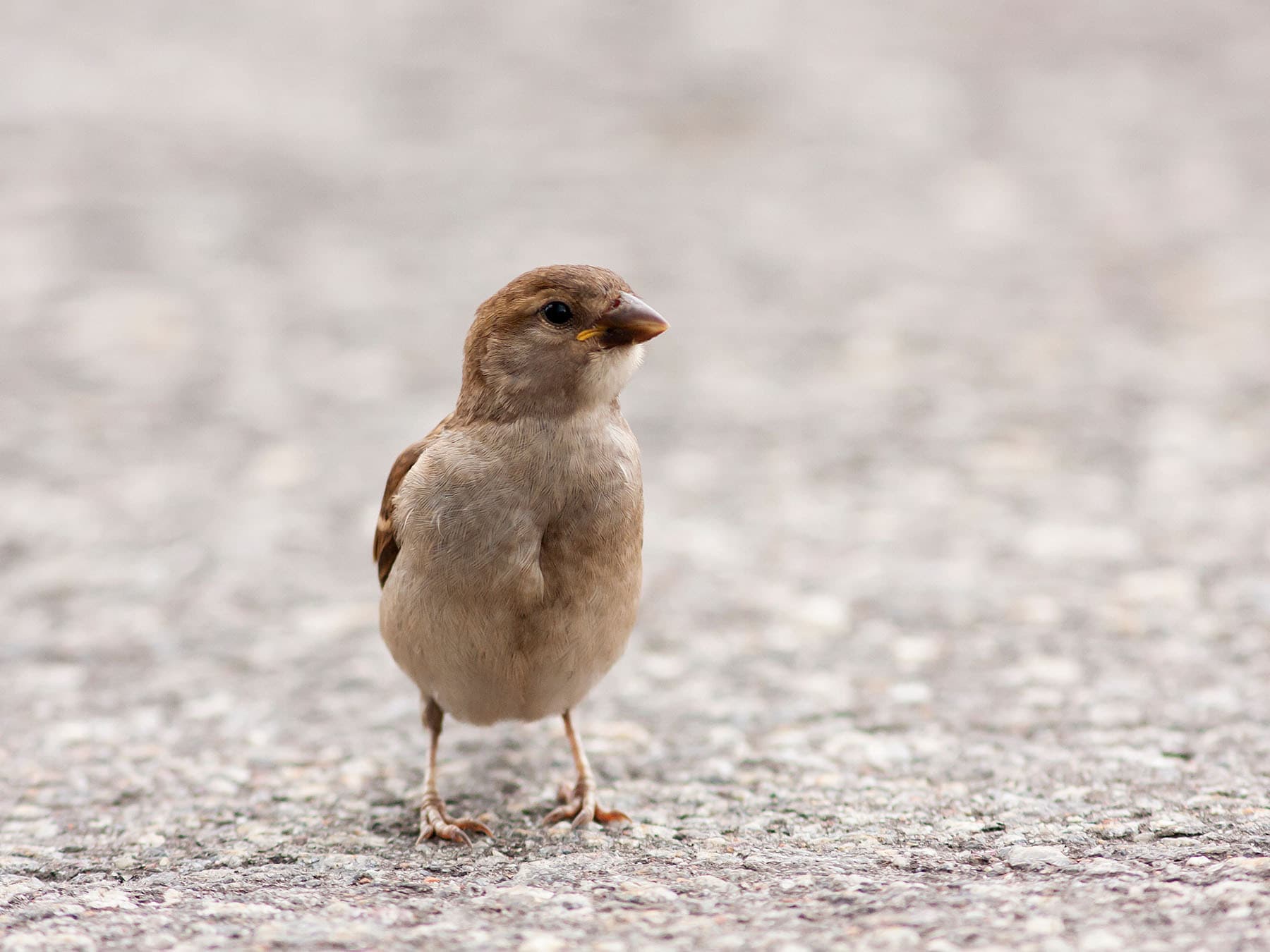 Why Do Birds Fly In Front Of Cars? (Statistics + Prevention)