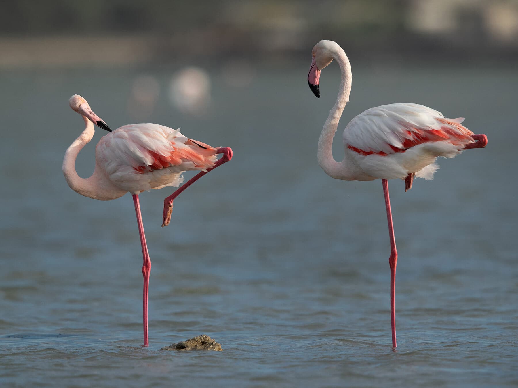 Why Do Birds Stand On One Leg? (Everything Explained)