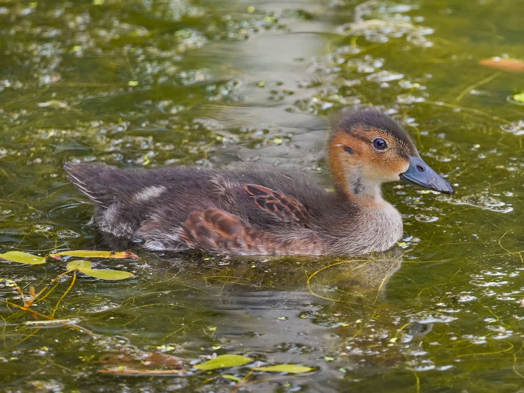 Young Wigeon duckling