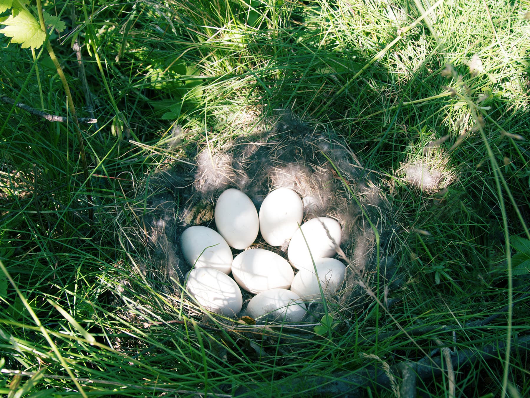 Wigeon nest, with eight unhatched eggs inside