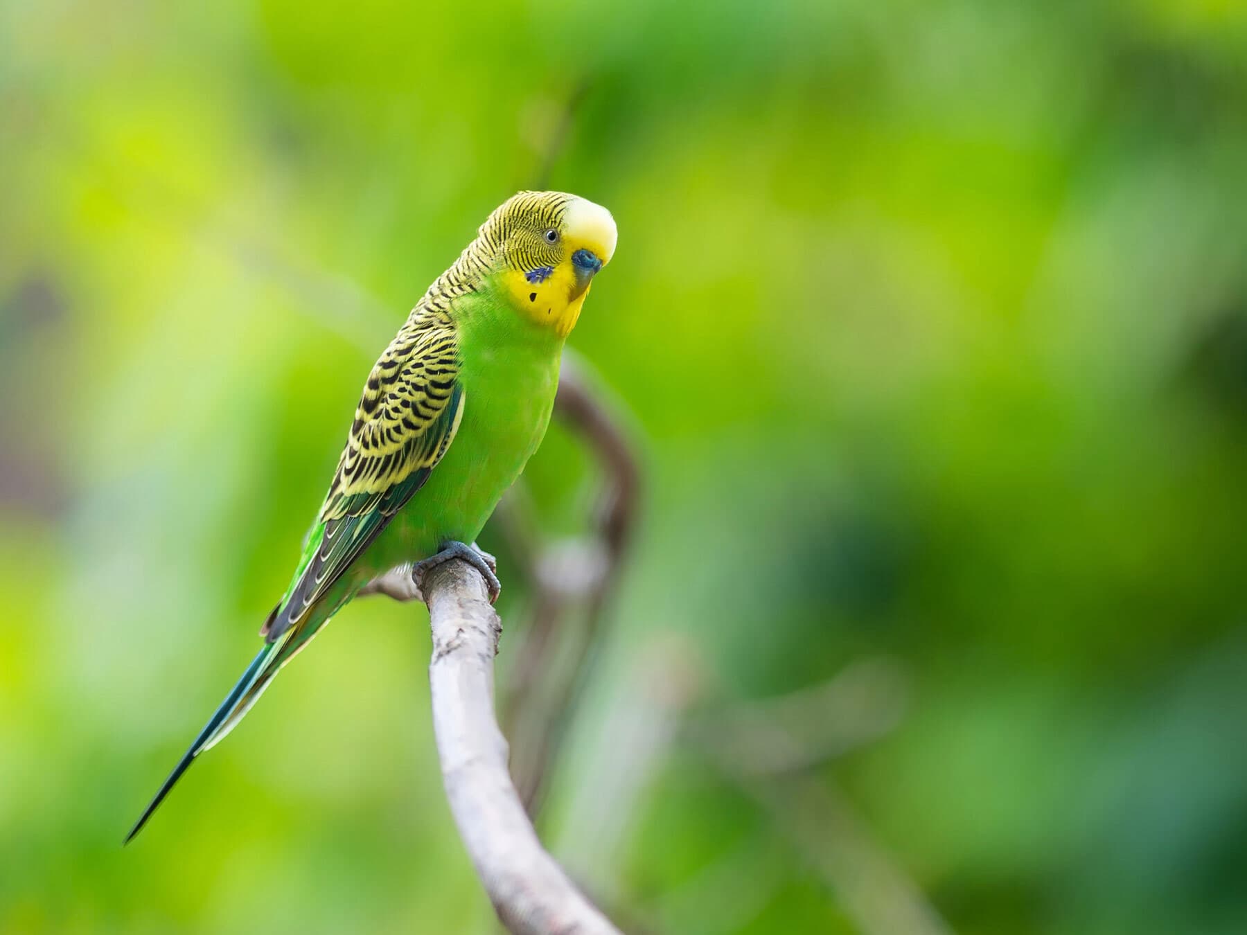 Wild budgie