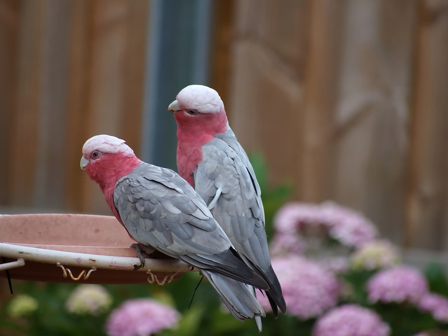 Wild galahs feeding