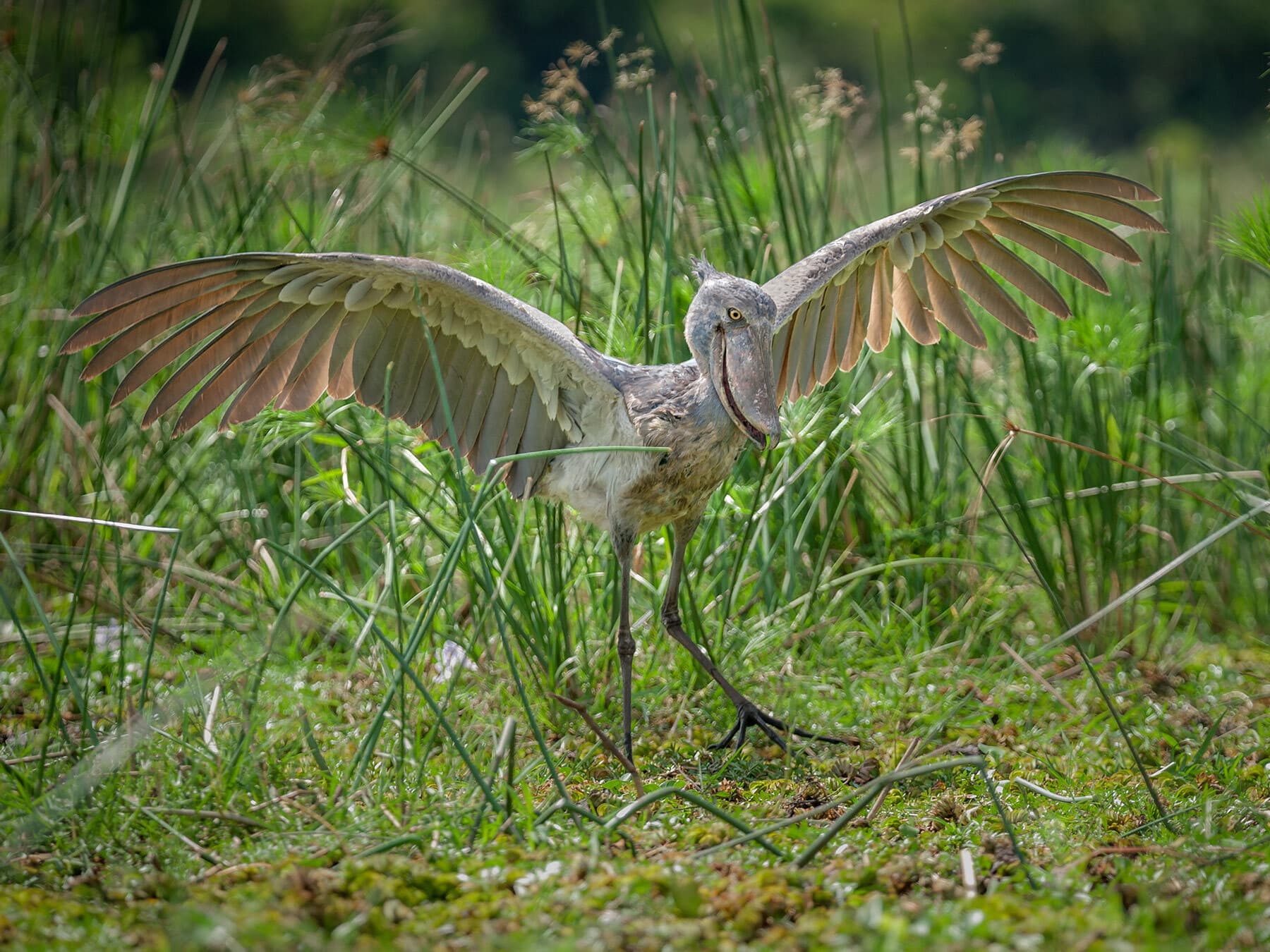 Wild shoebill stork