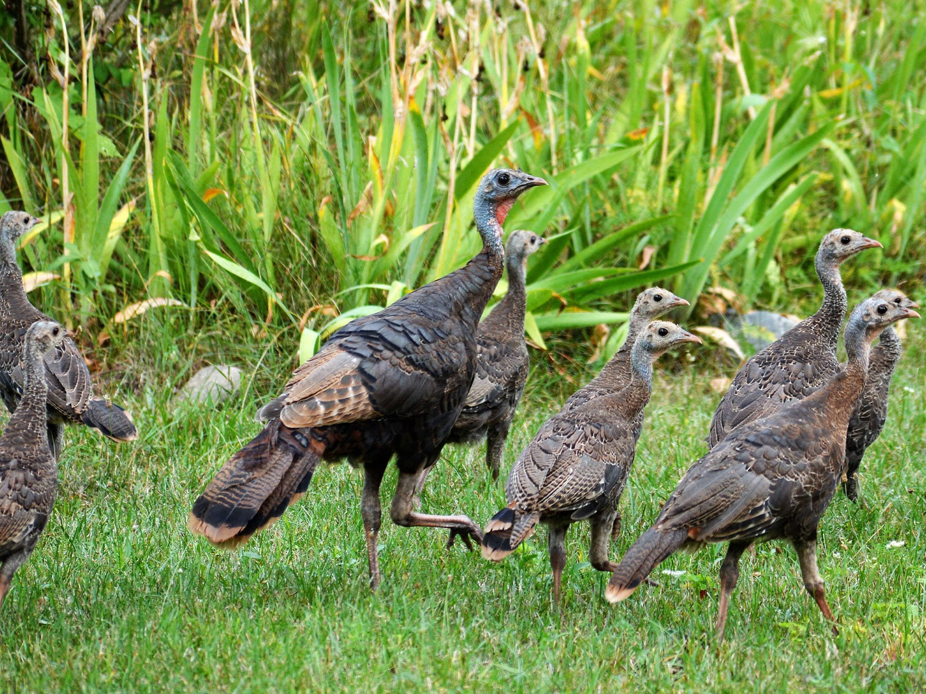 Wild turkey brood
