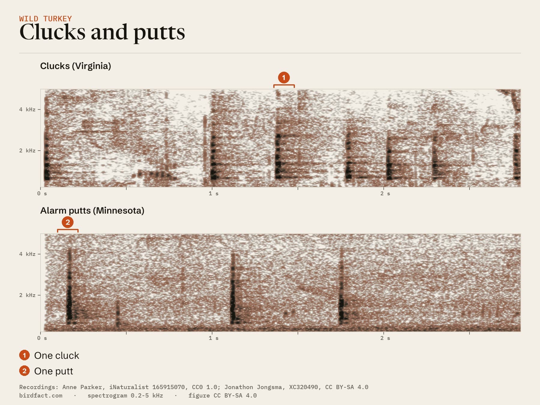 Clucks and alarm putts on one 2.8-second scale. Clucks (1) are short notes with stacked bands, spaced apart; putts (2) are single sharp notes spread from below 1 kHz to about 4 kHz. Clucks from Virginia; putts from Minnesota