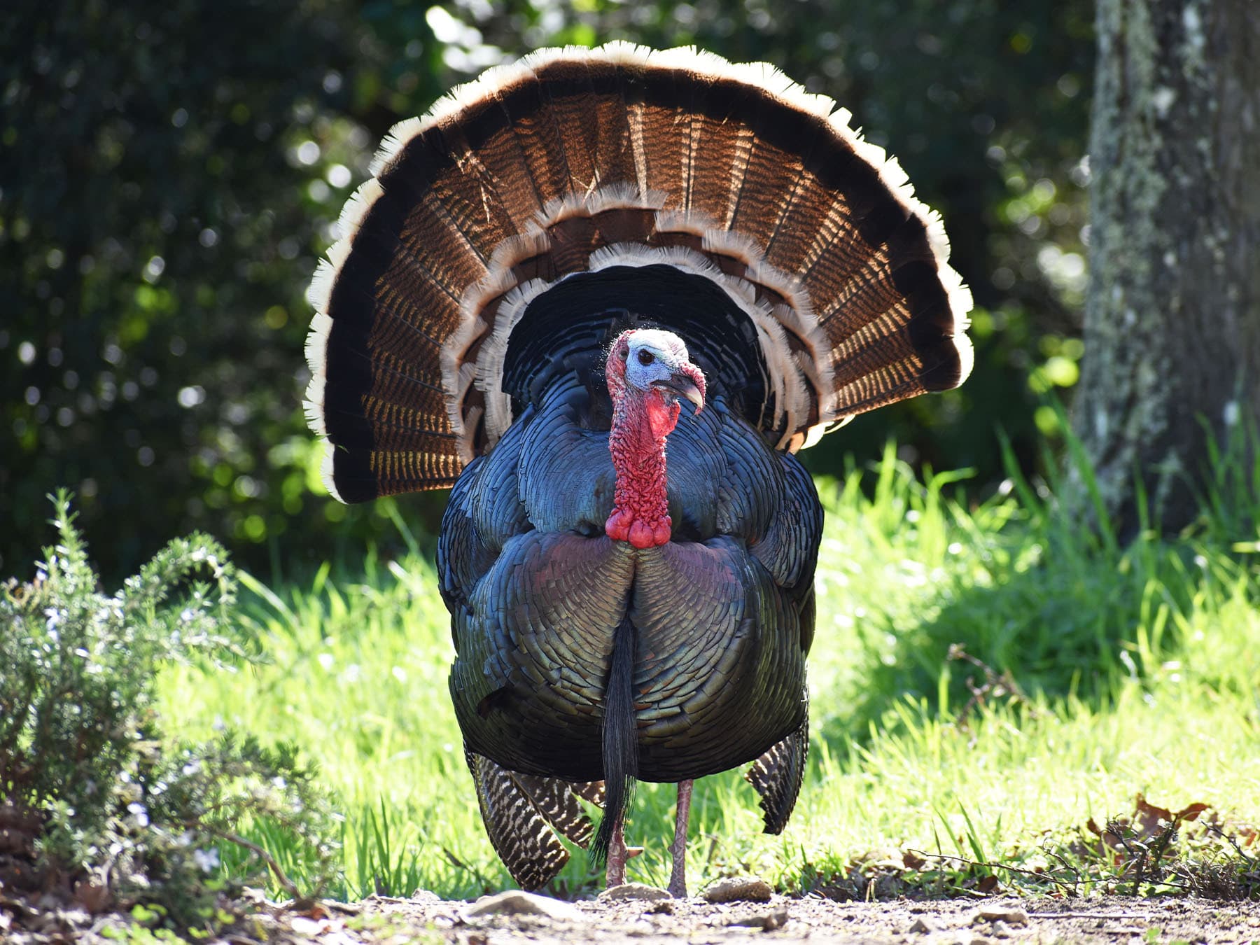 Wild Turkey performing a mating ritual