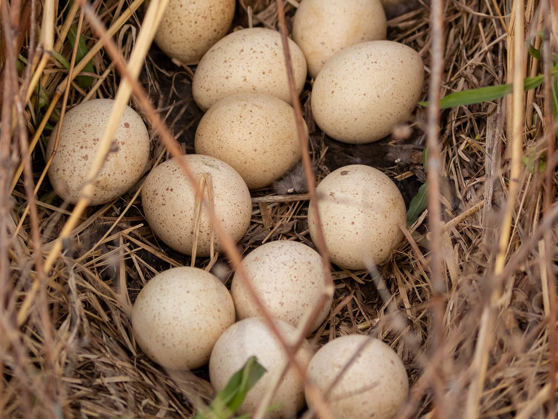 Wild turkey eggs