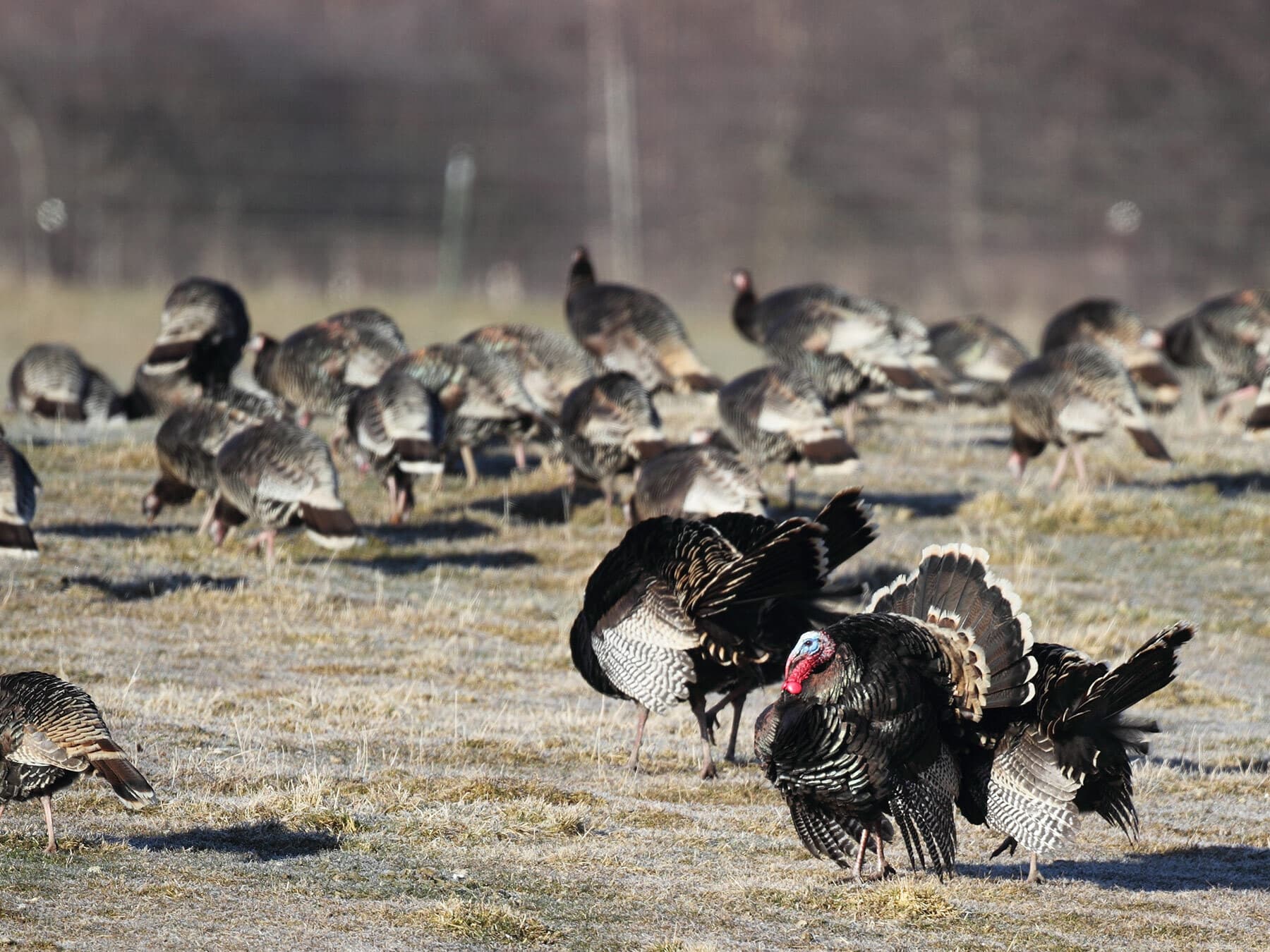 A large flock of Wild Turkeys on a bare field, with toms strutting