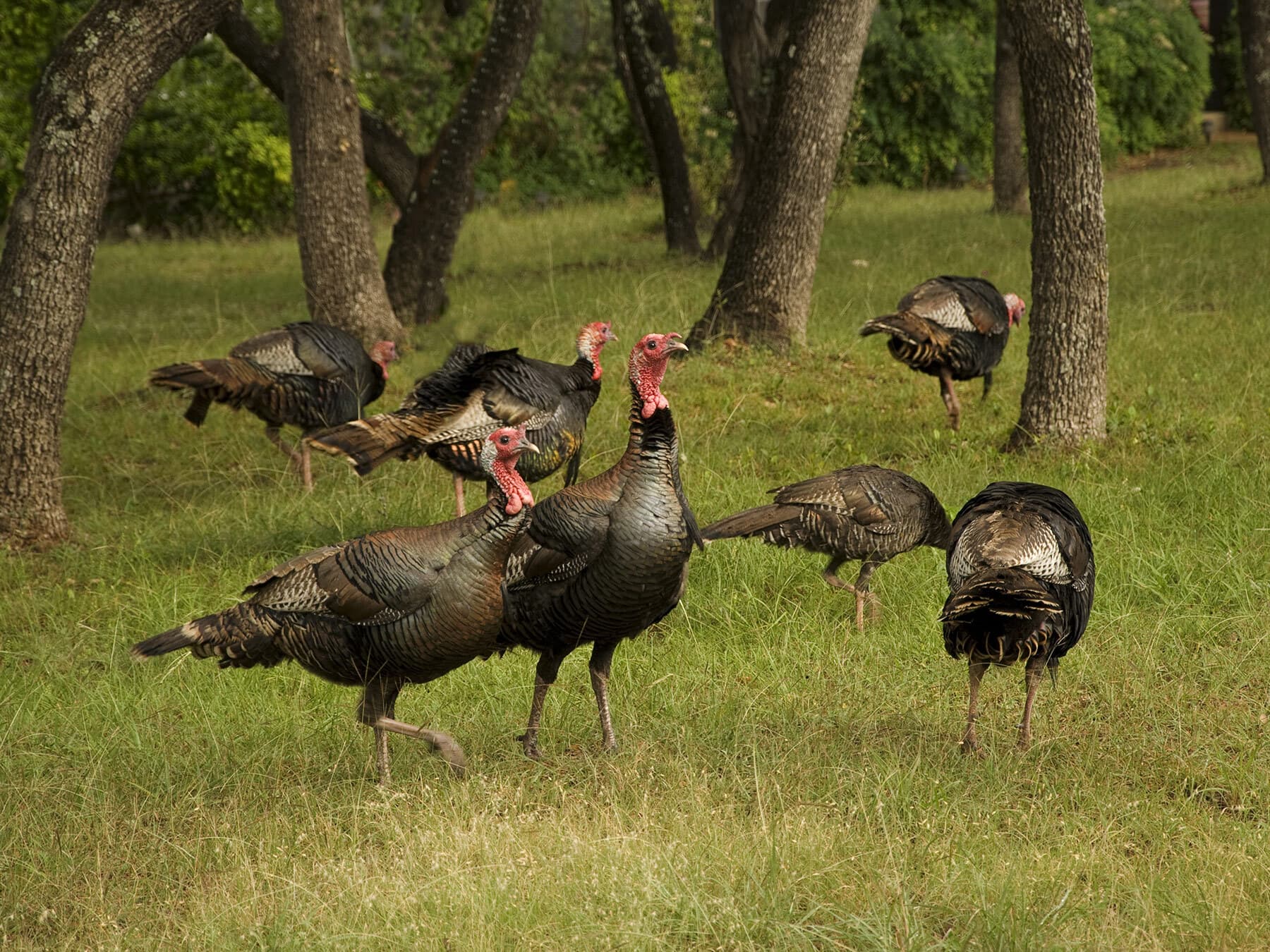 Wild turkey flock