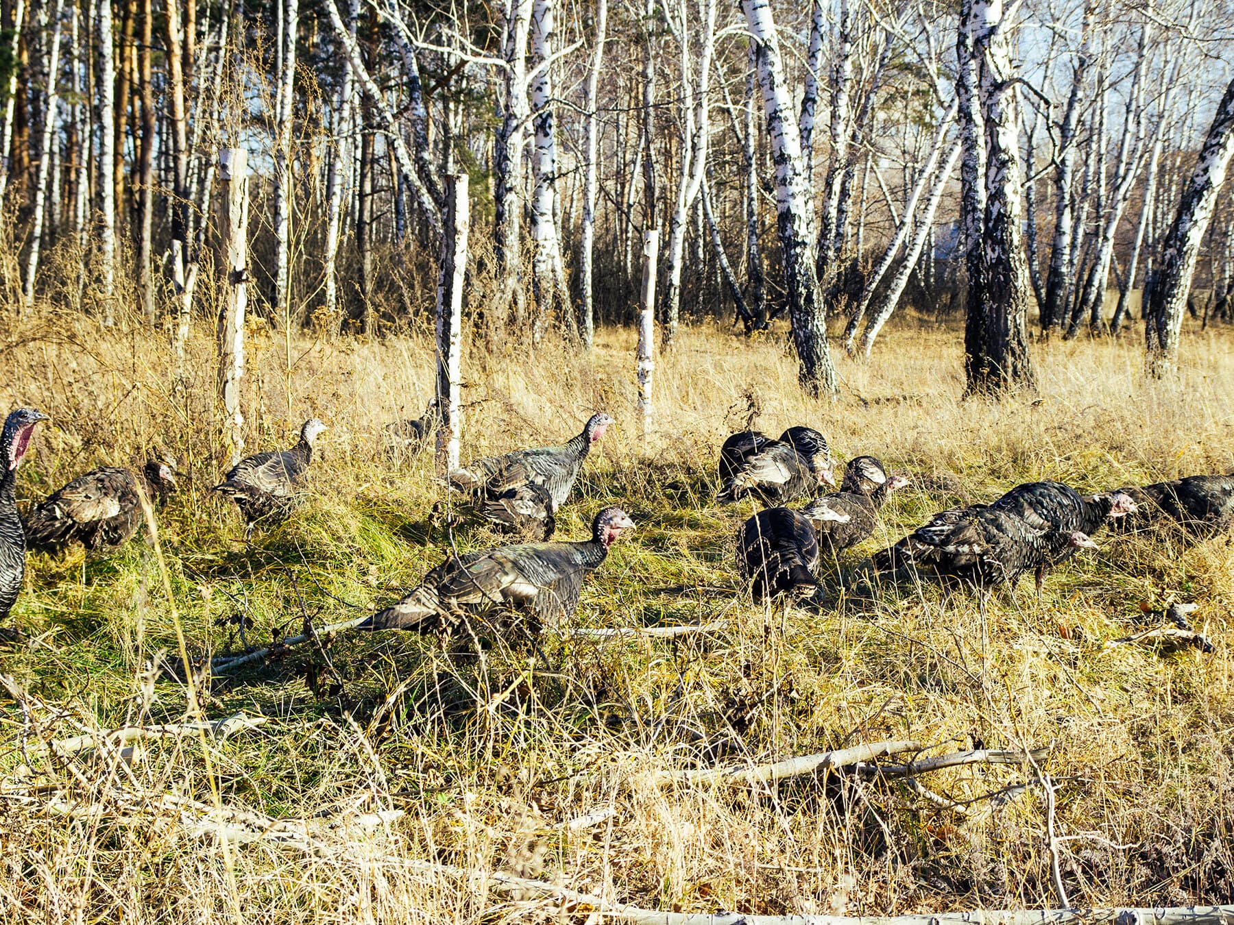 Wild turkey flock