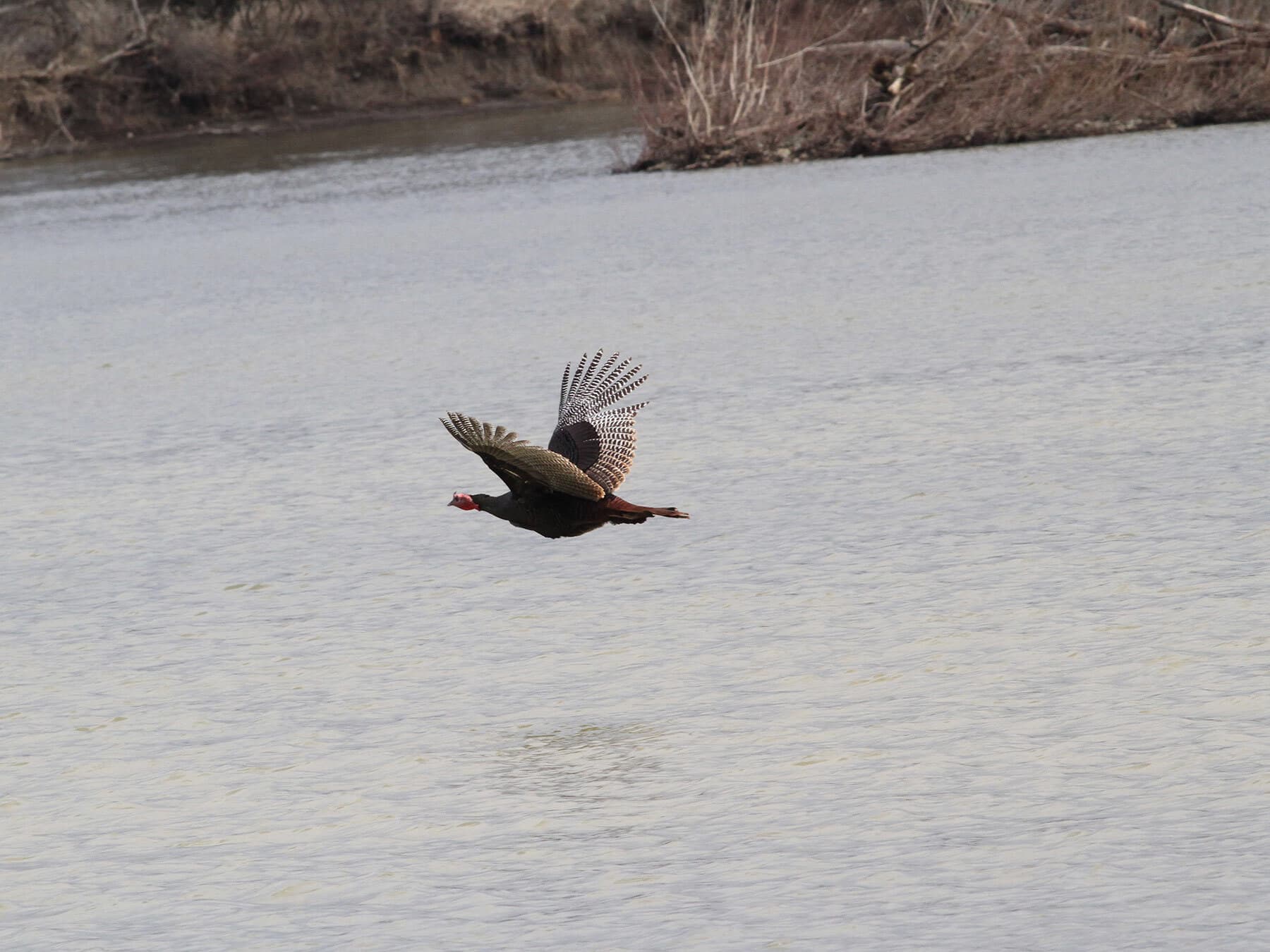 Wild turkey flying over lake