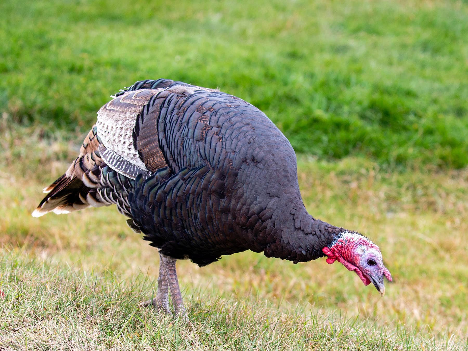 Wild Turkey foraging for insects