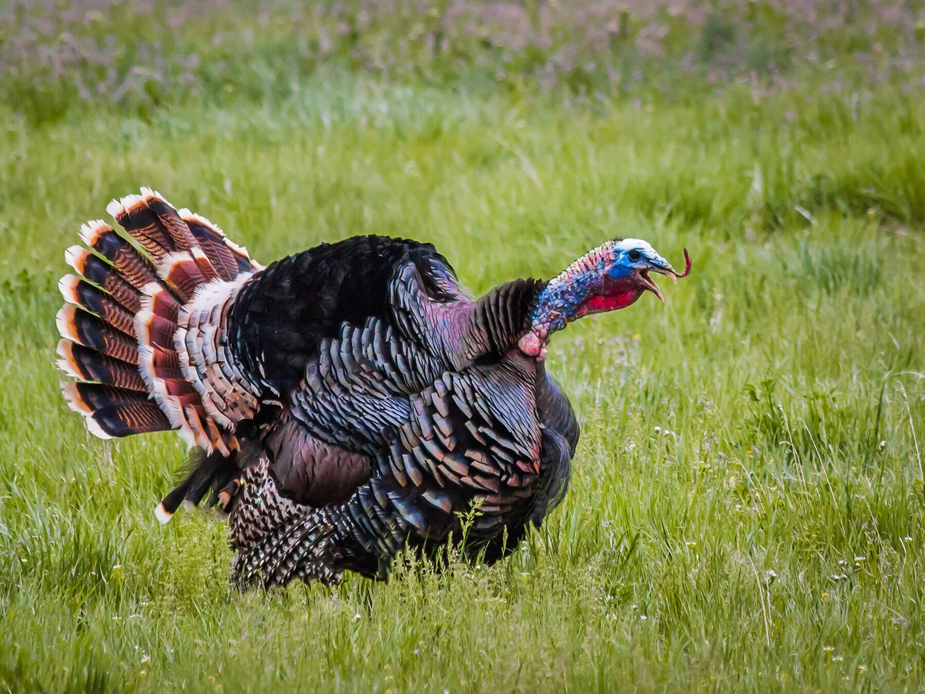 A tom Wild Turkey strutting in a meadow with his tail fanned and his bill open