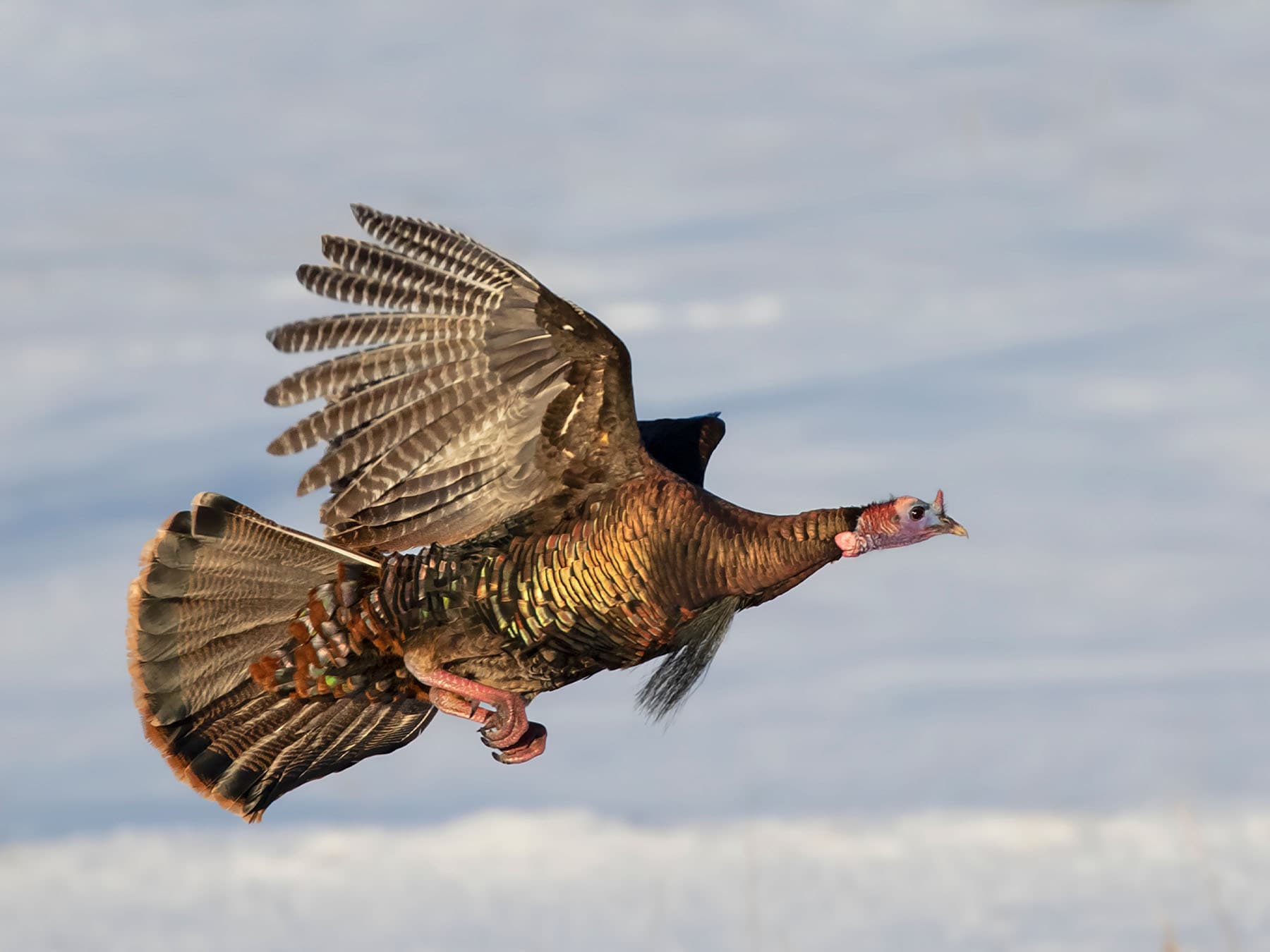 Wild Turkey in-flight