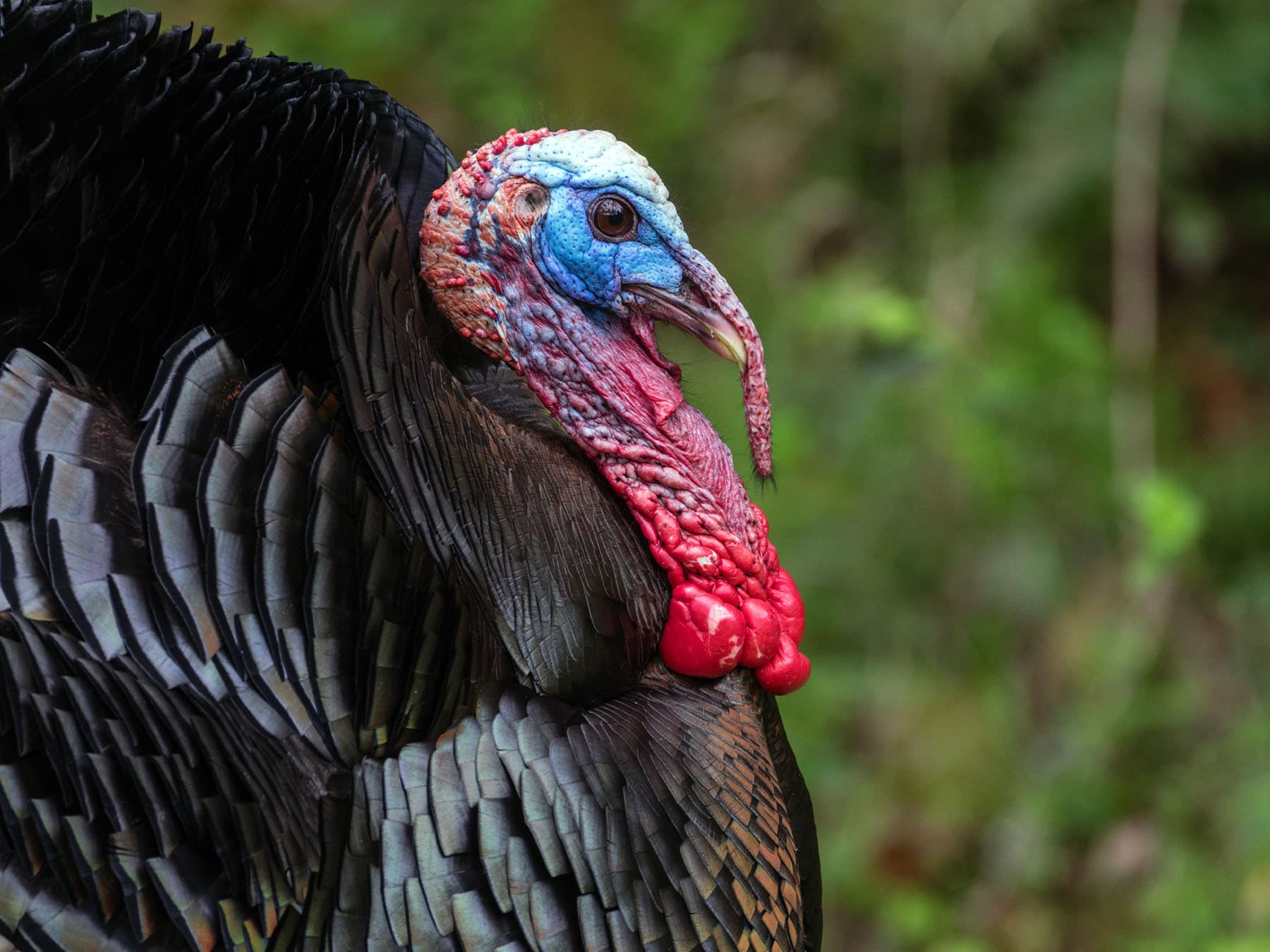 Portrait of a Wild Turkey