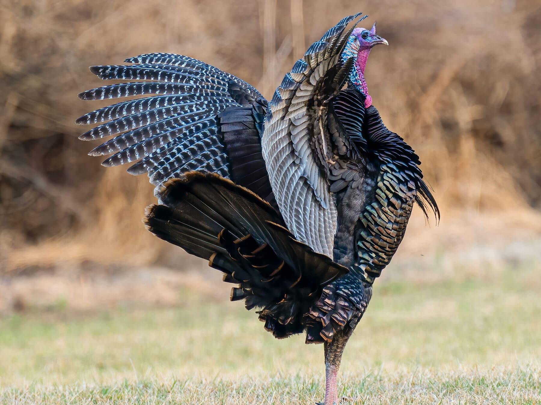 Wild turkey preparing to fly