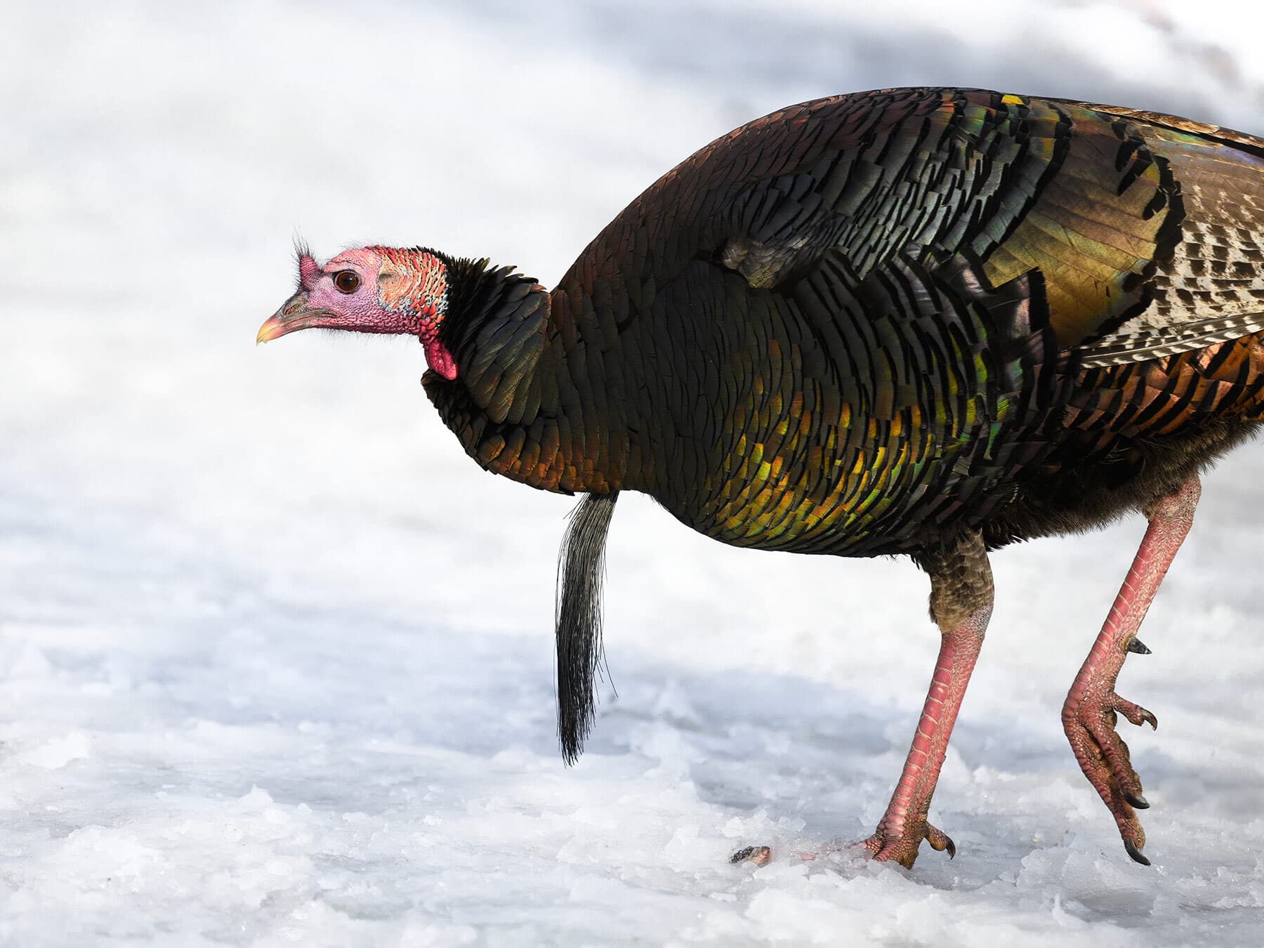 A male Wild Turkey in snow: black-tipped breast feathers, a long beard and spurs on the backs of the legs, and a pink-red head without the white crown and blue face of spring