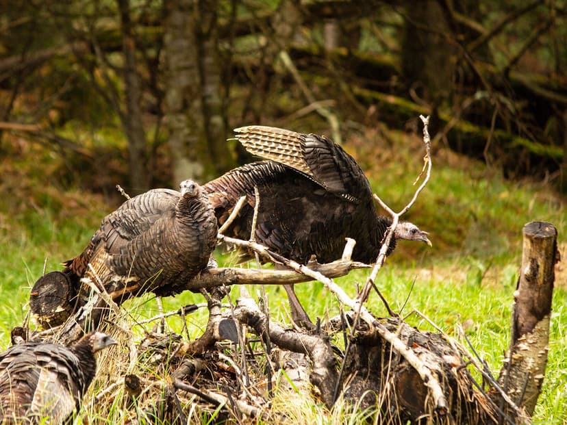 What Do You Call a Group of Turkeys? From 'Gangs' to 'Rafts | Birdfact