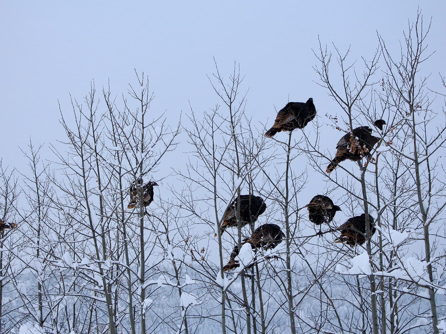 Wild turkeys roosting