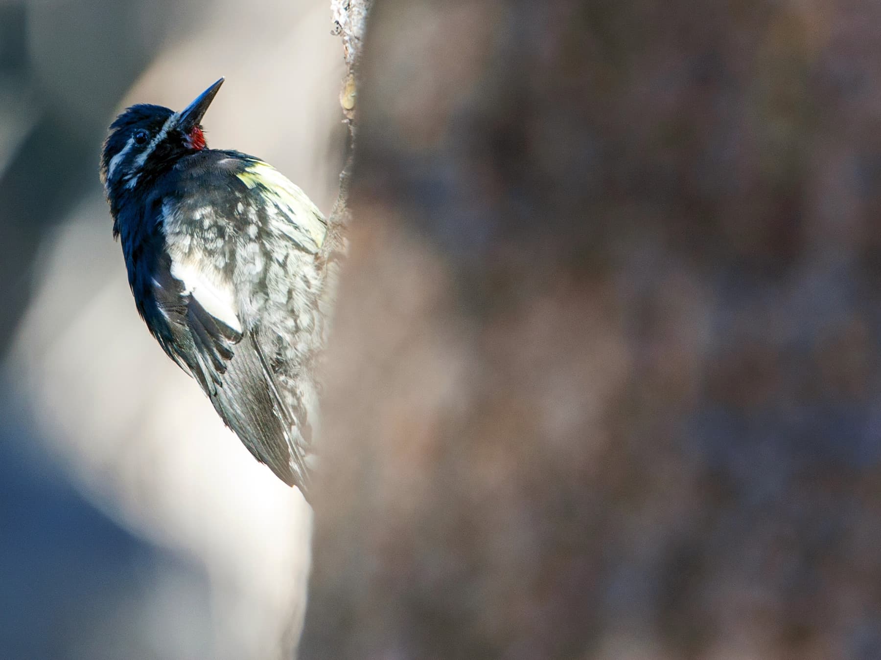 Williamson's Sapsucker in natural habitat