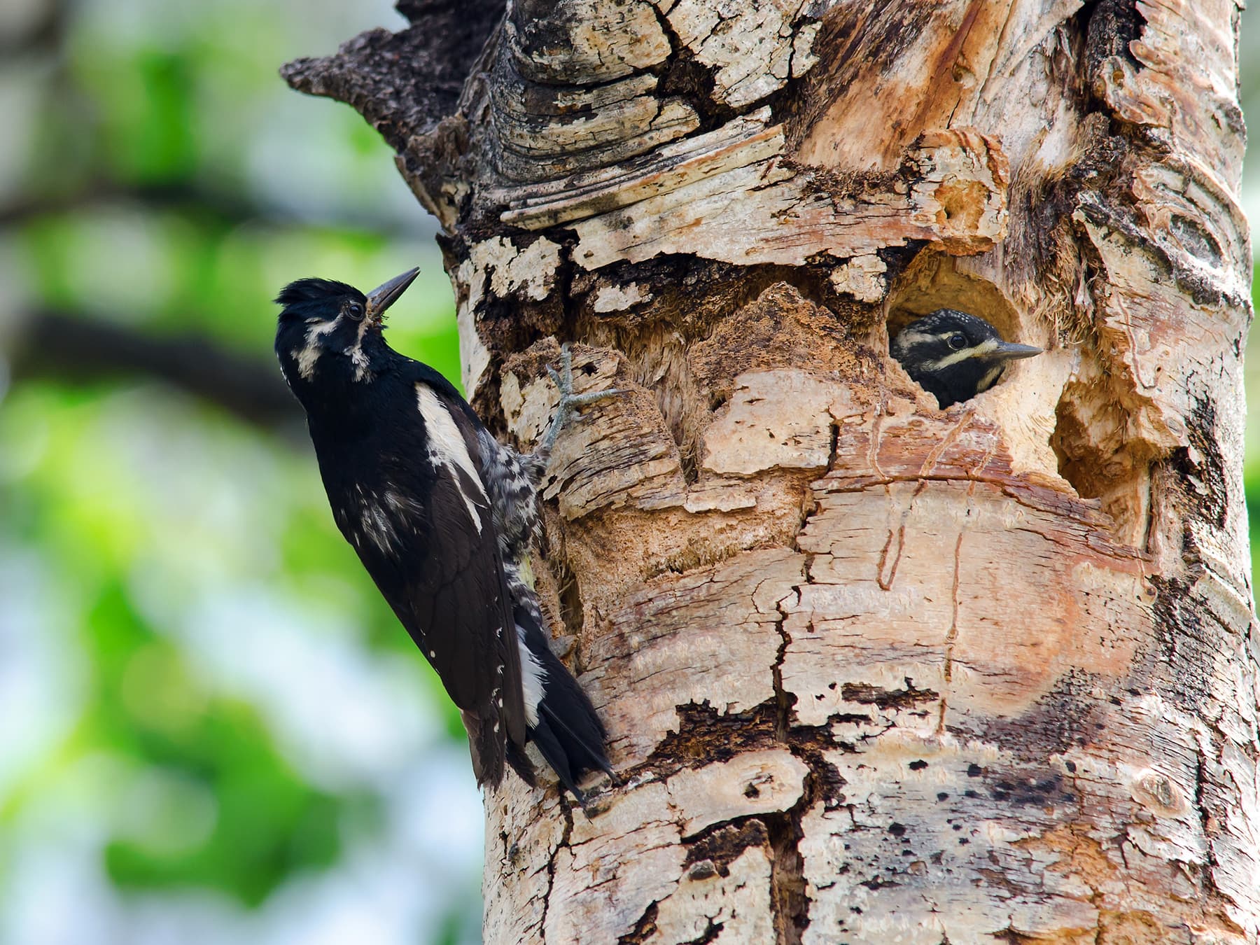 Williamson's Sapsucker Male