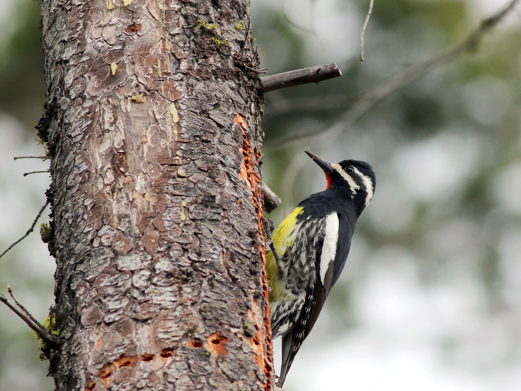 Williamsons sapsucker perched on tree trunk