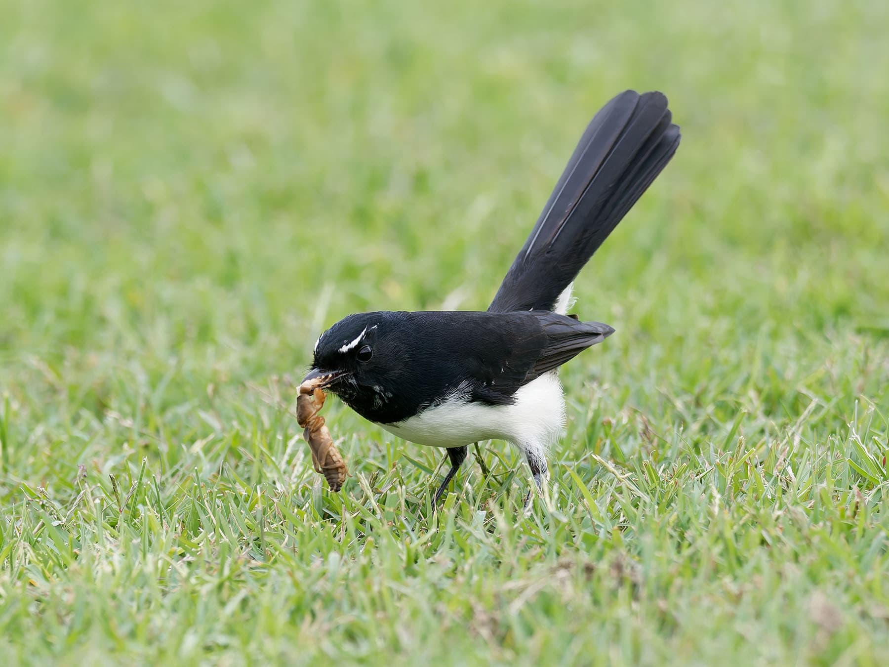 Willie Wagtail foraging for prey on the grass