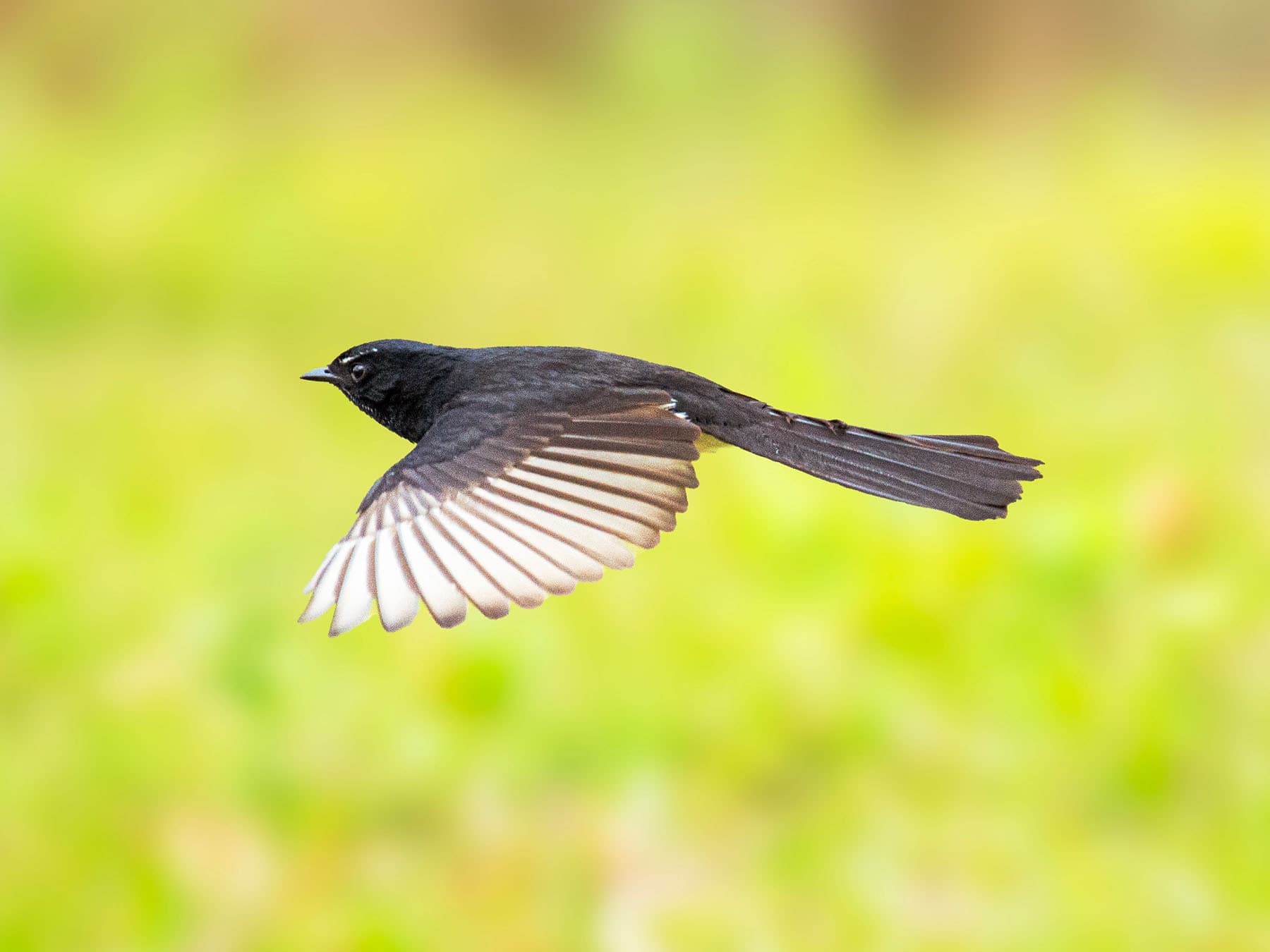 Willie Wagtail in flight