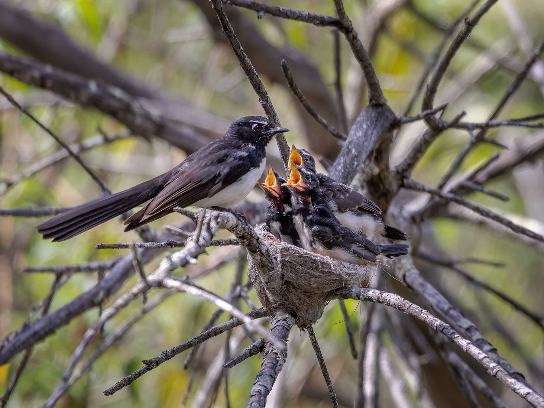 Willie Wagtail nest with chicks inside