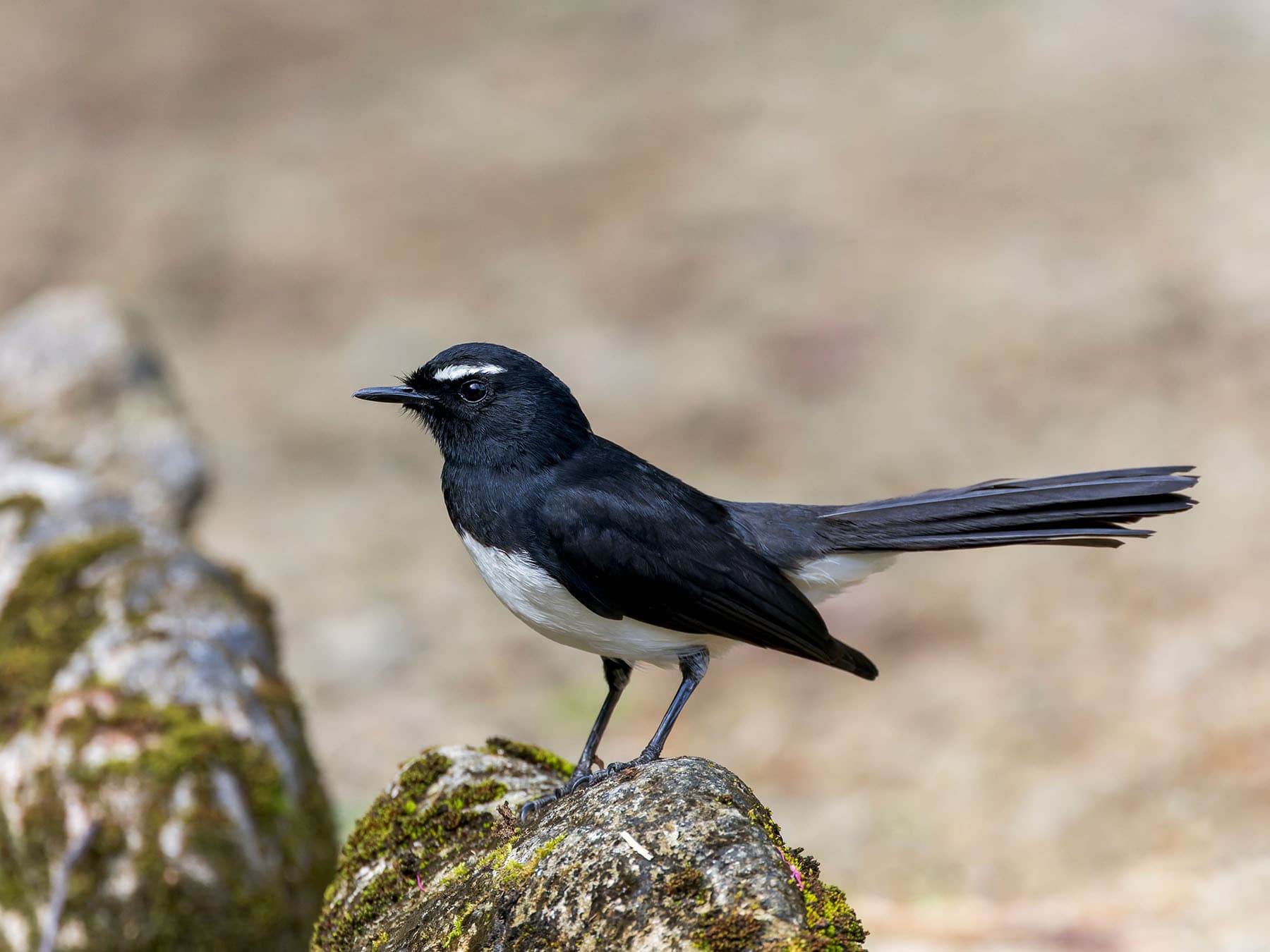 Willie Wagtail perched on a rock