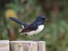 Willie Wagtail