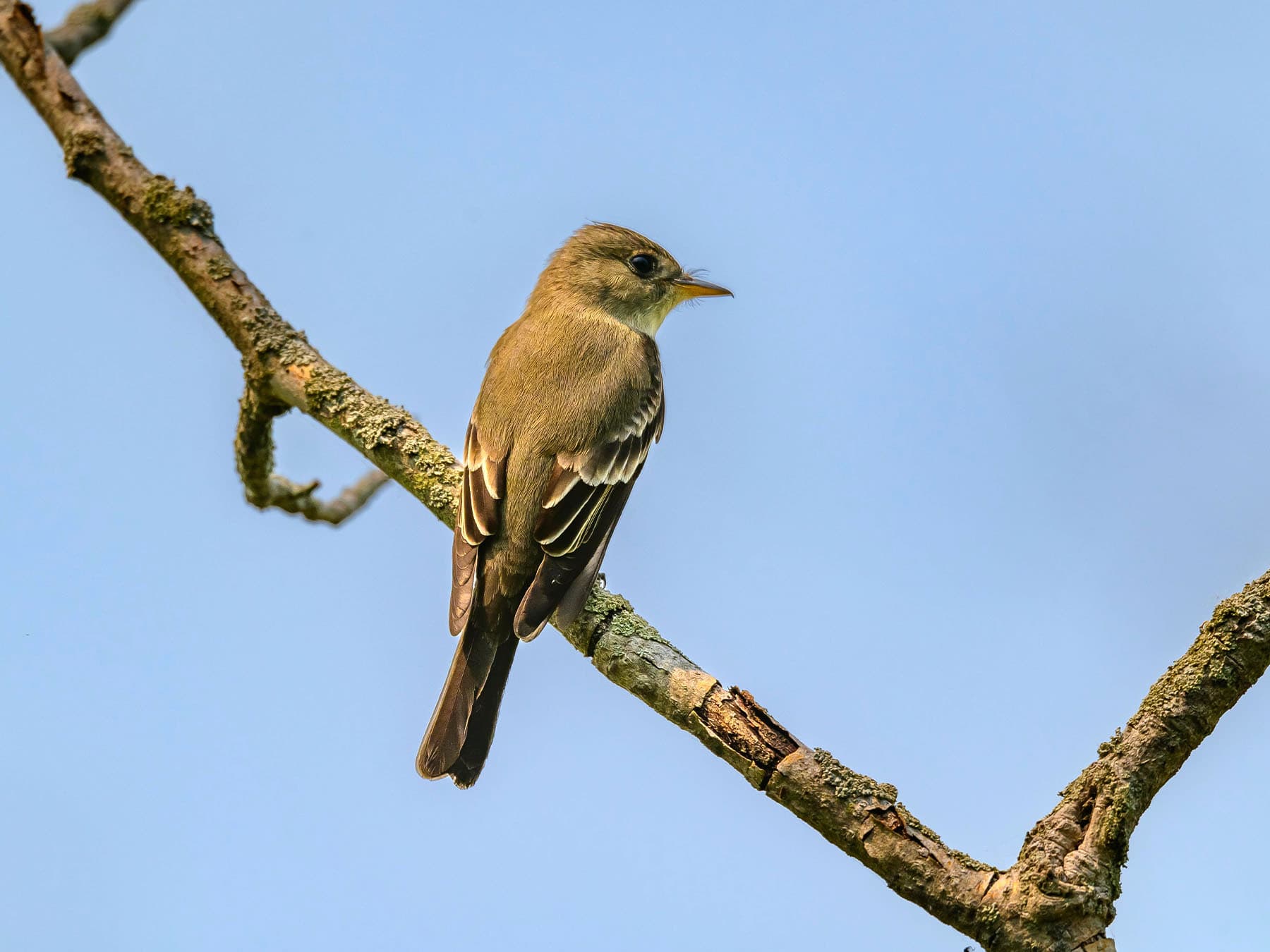 Willow Flycatcher perched on a branch