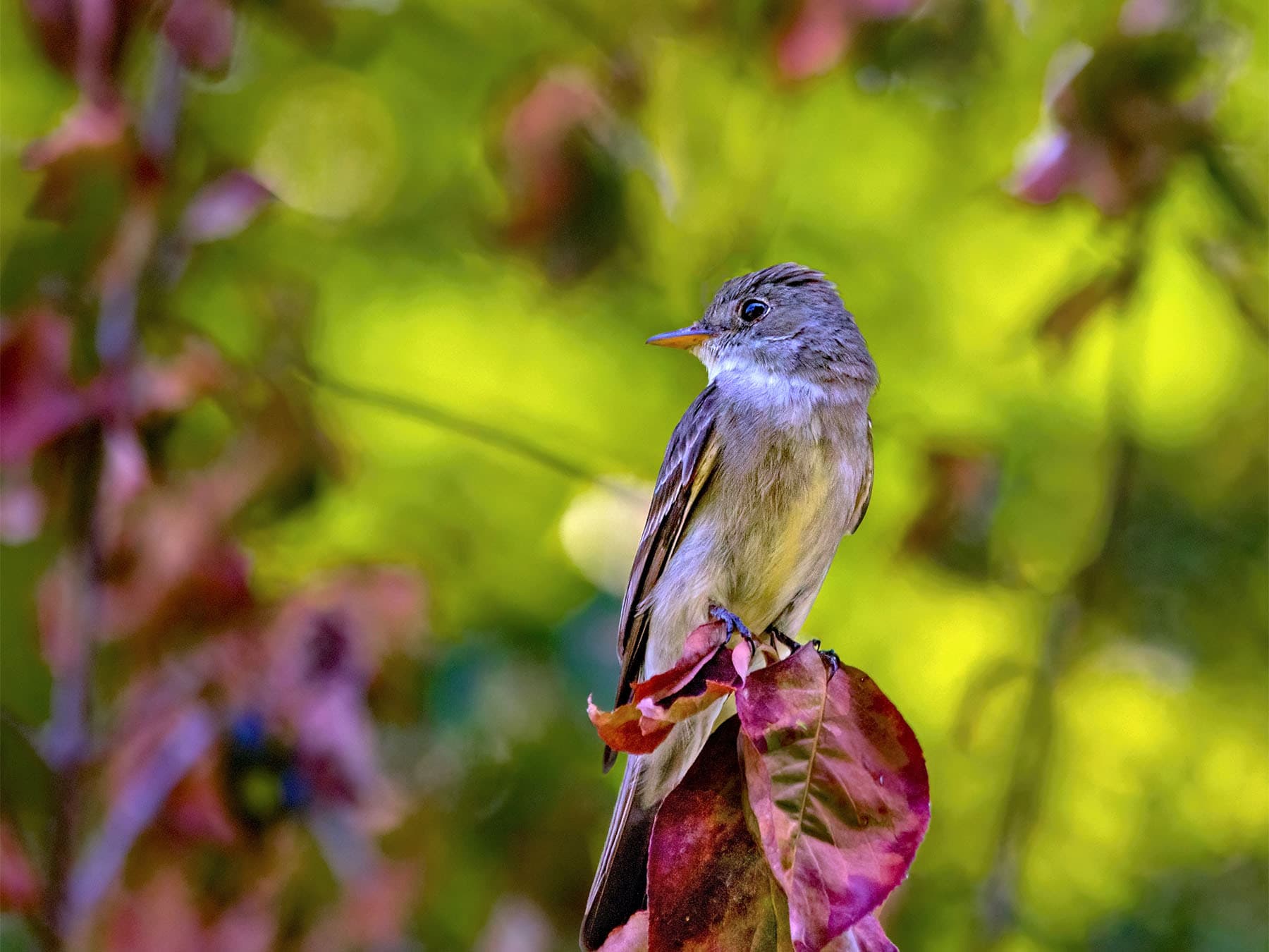 Willow Flycatcher perching on a viburnum tree