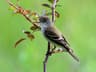 Willow Flycatcher