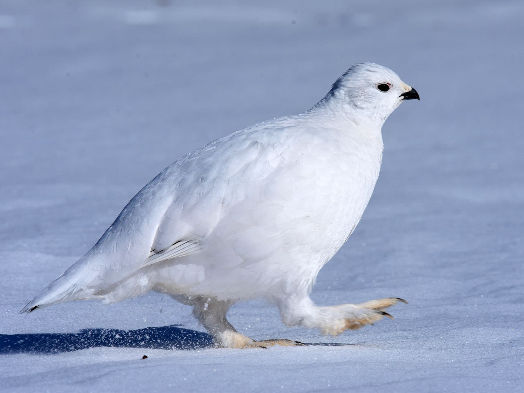 Willow ptarmigan walking through the snow