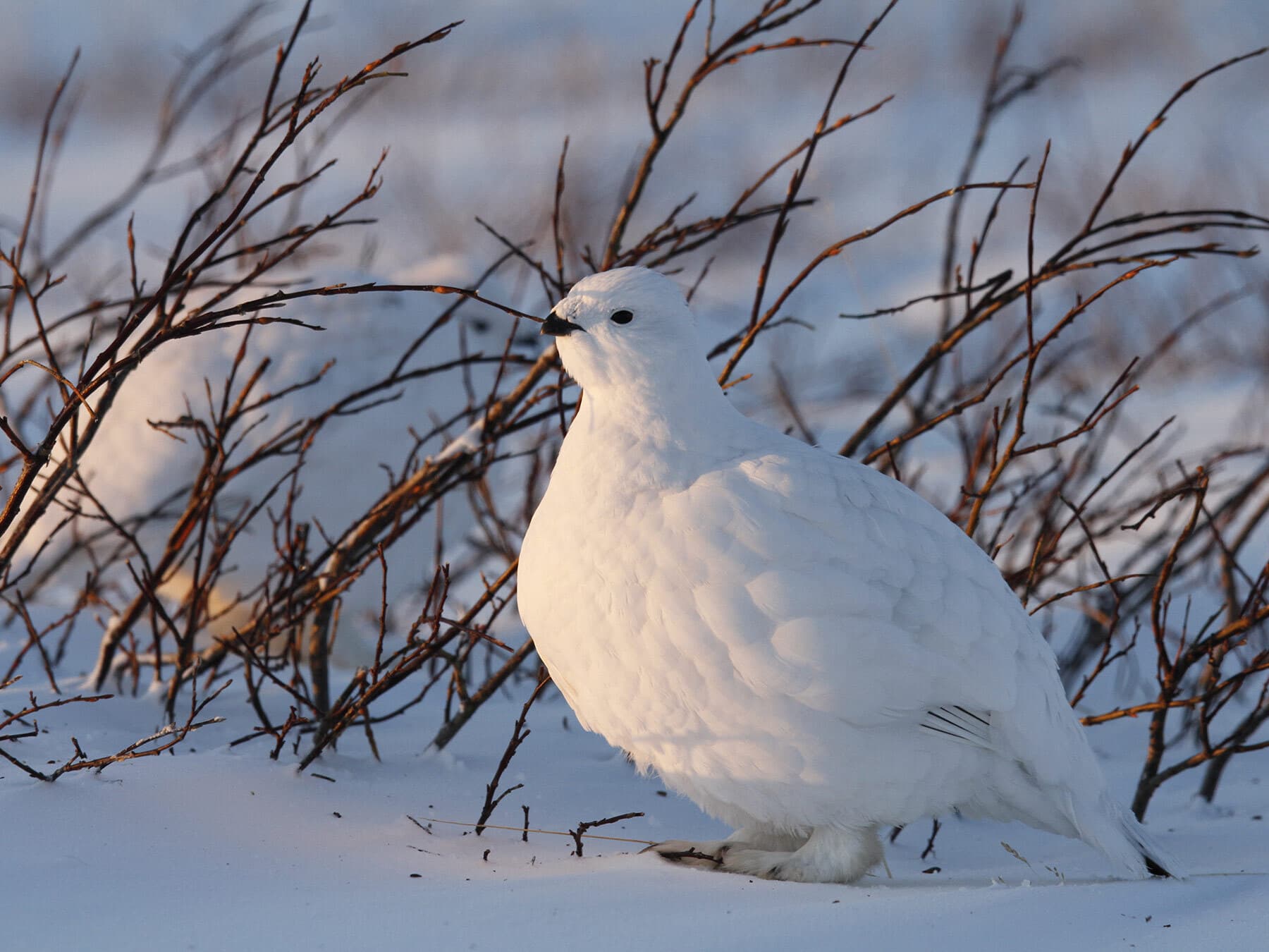 Willow Ptarmigan