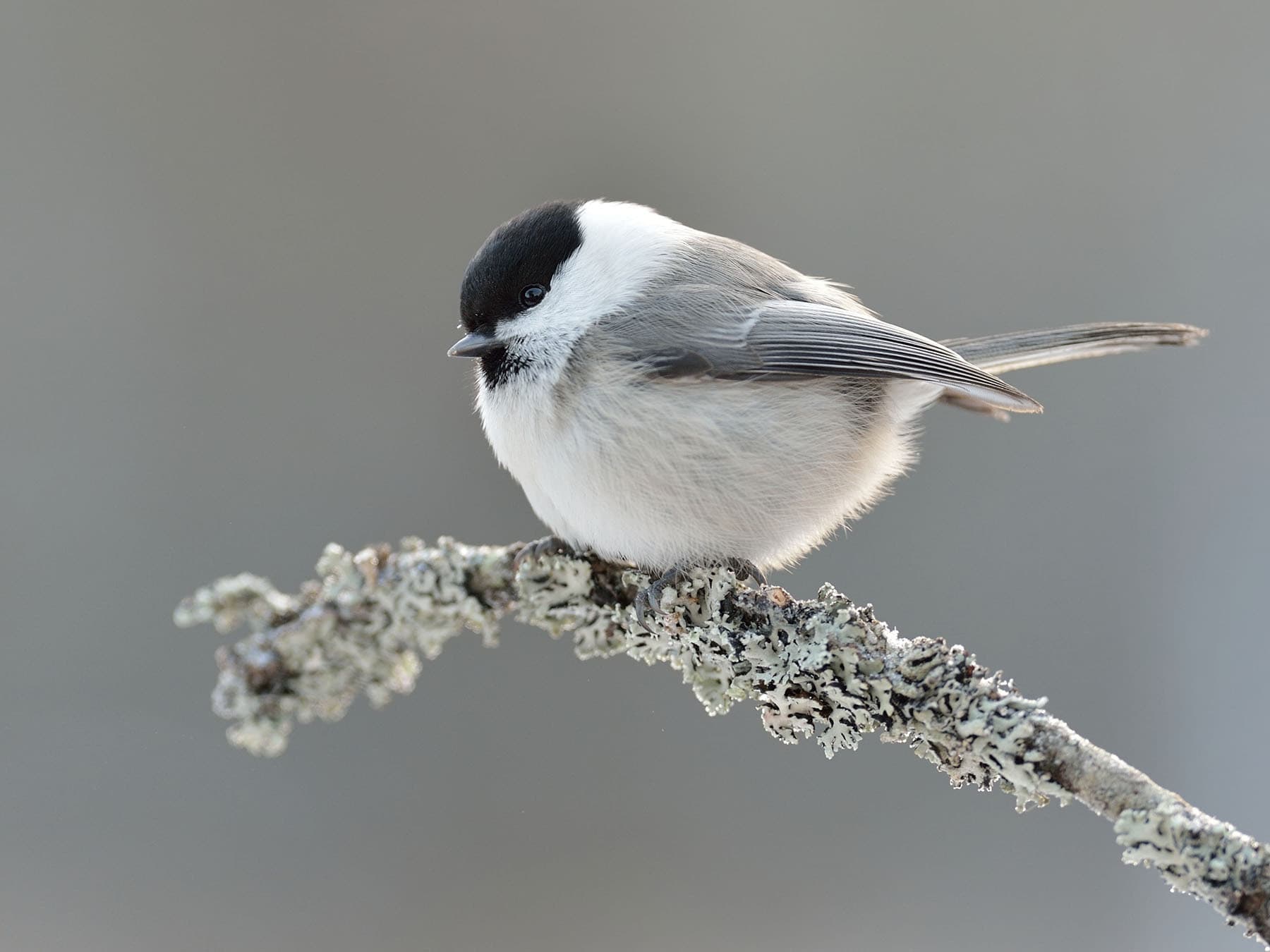 Close up of a perched Willow Tit