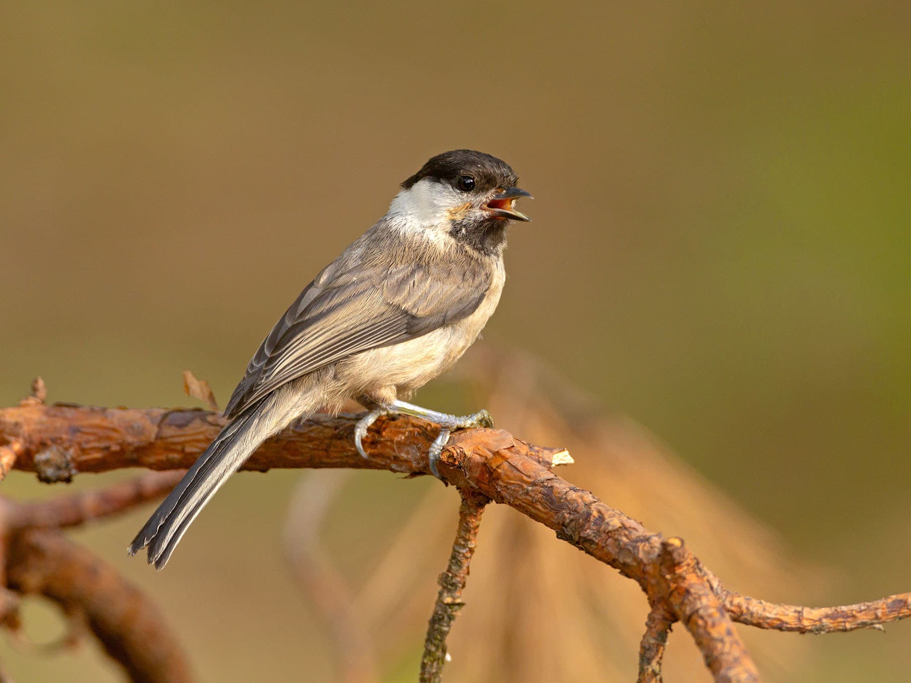 Willow tit calling from a perch