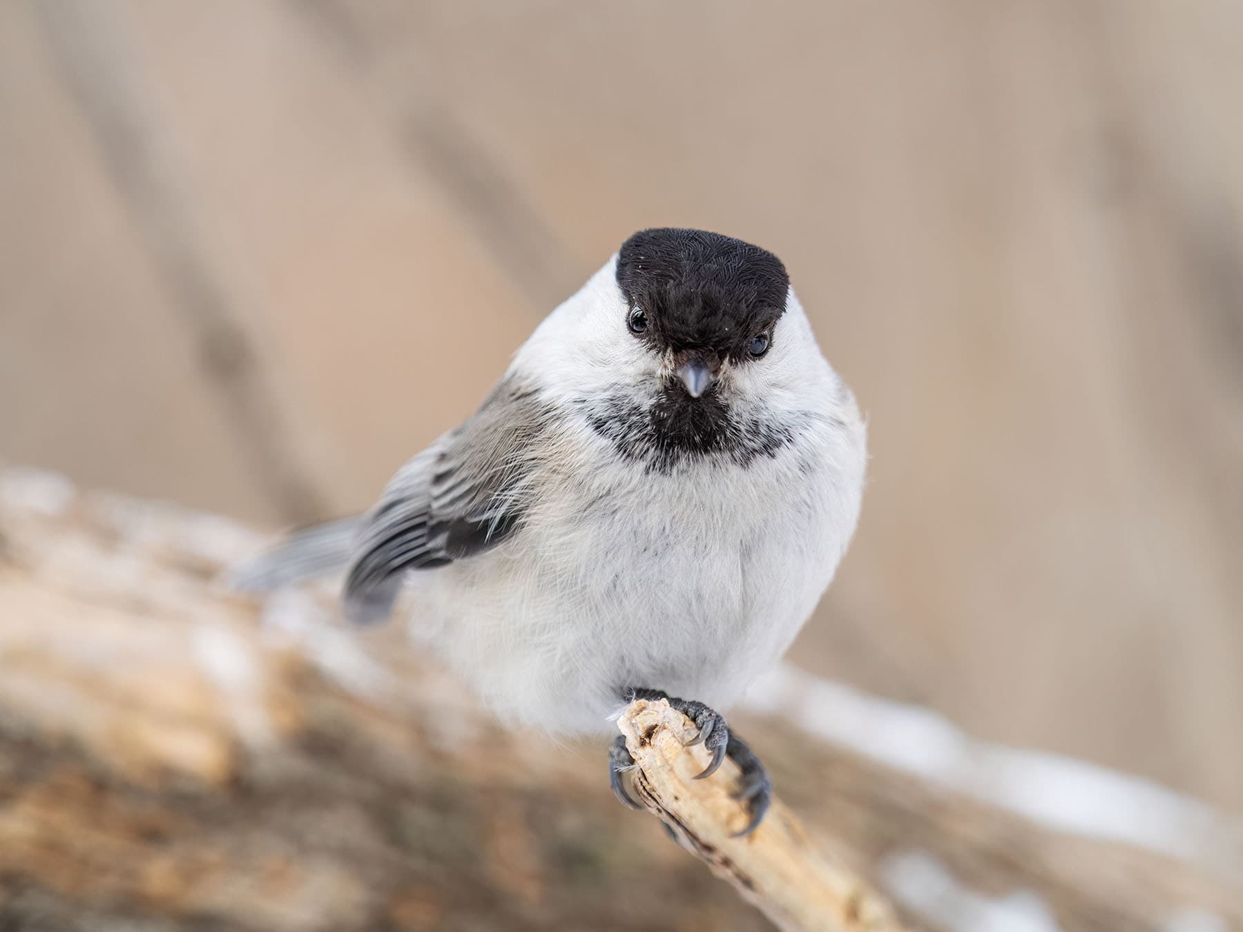 Close up front view of a Willow tit