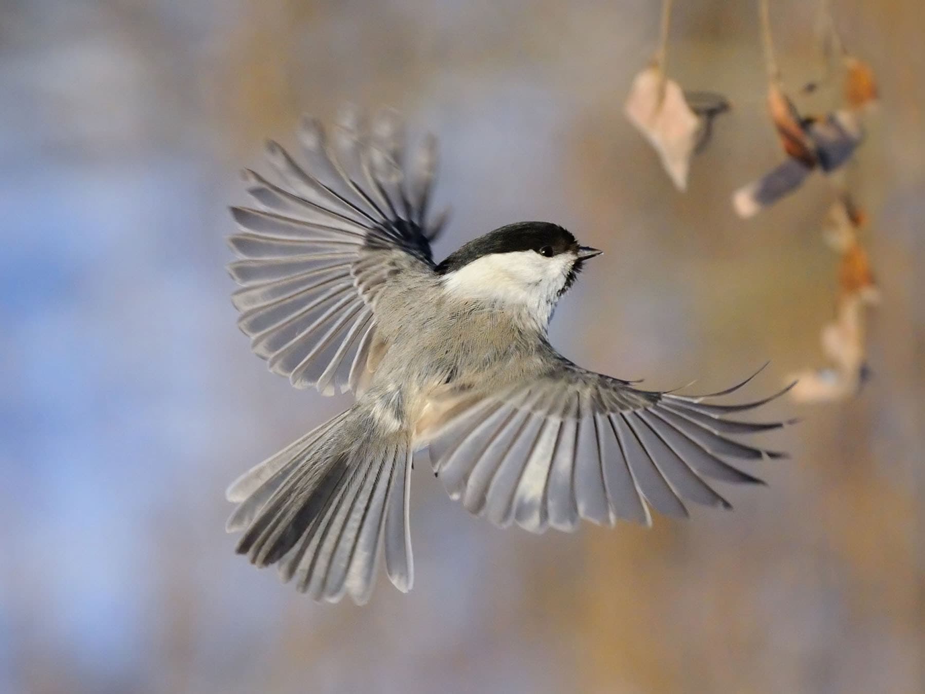 Willow tit in flight