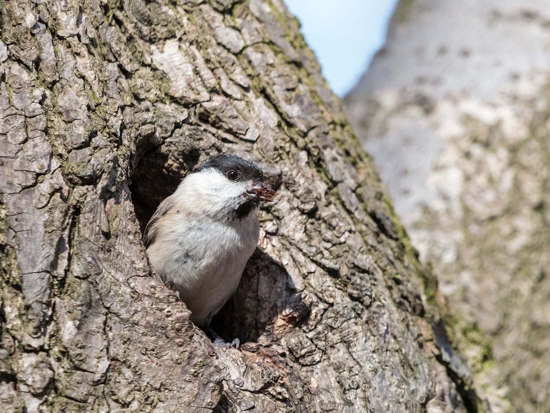 Willow tit excavating a nesting hole in a tree