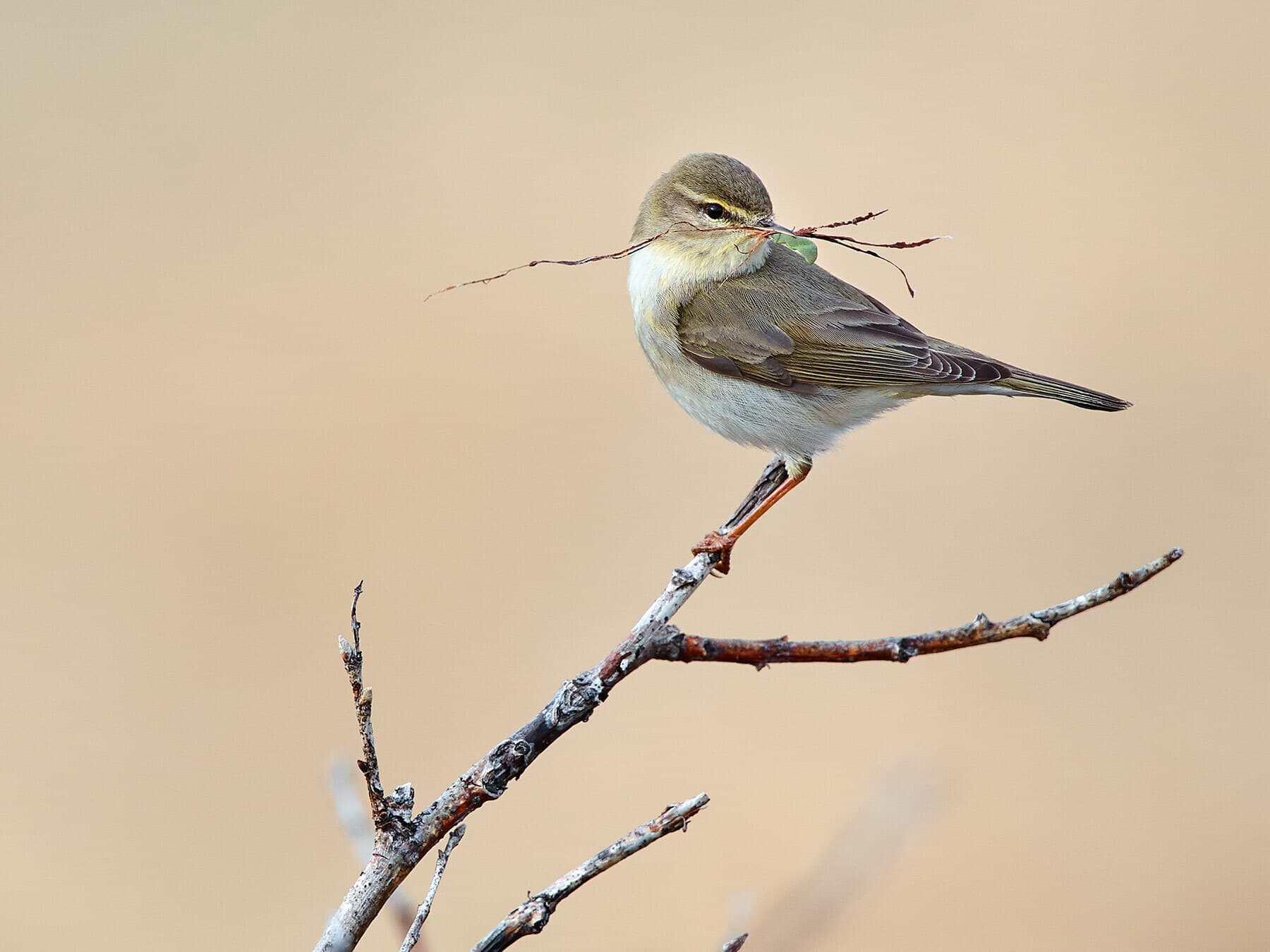 Willow Warbler perched in a tree with nesting material