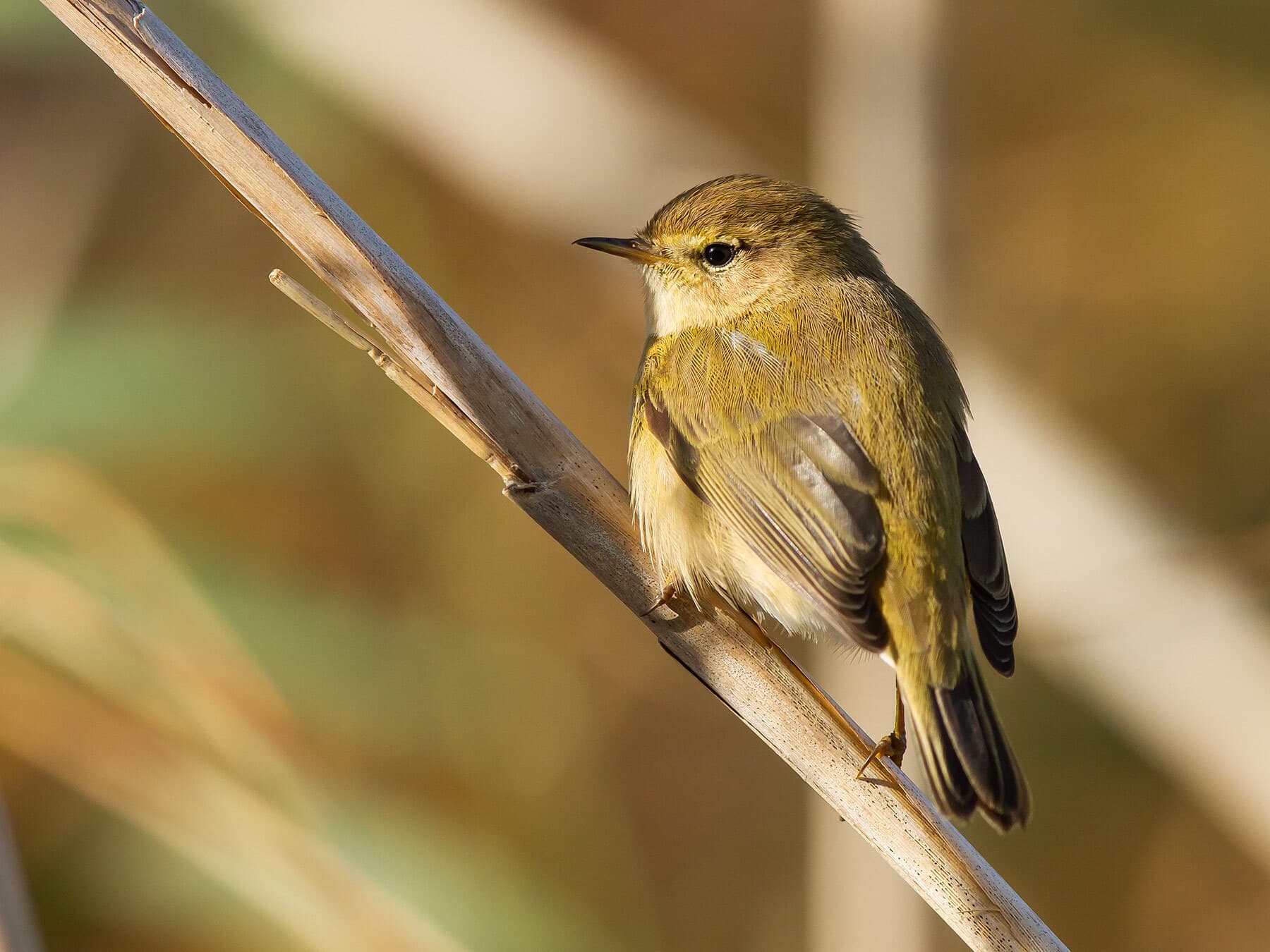 Close up of a perched Willow Warbler