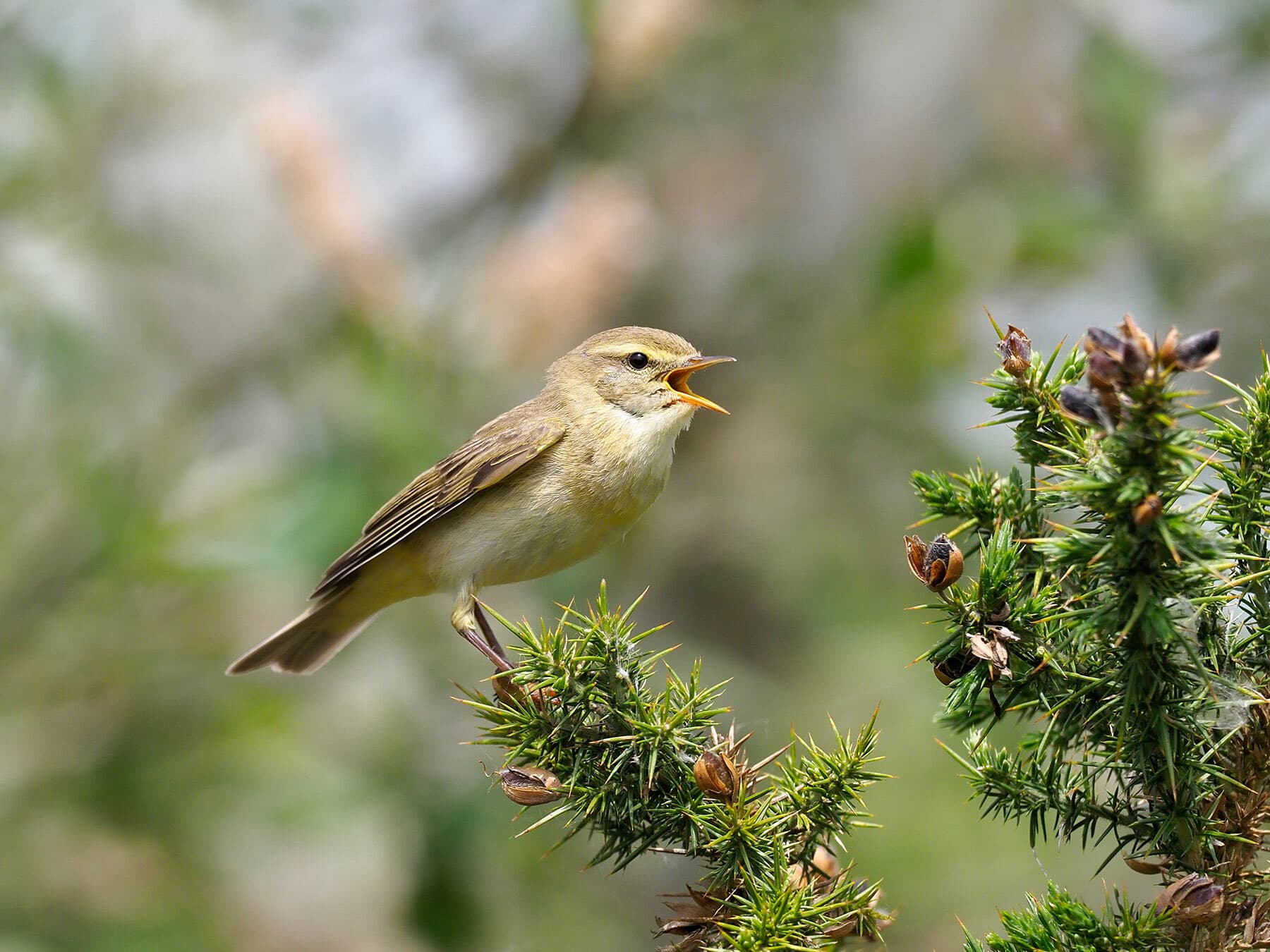 A calling Willow Warbler