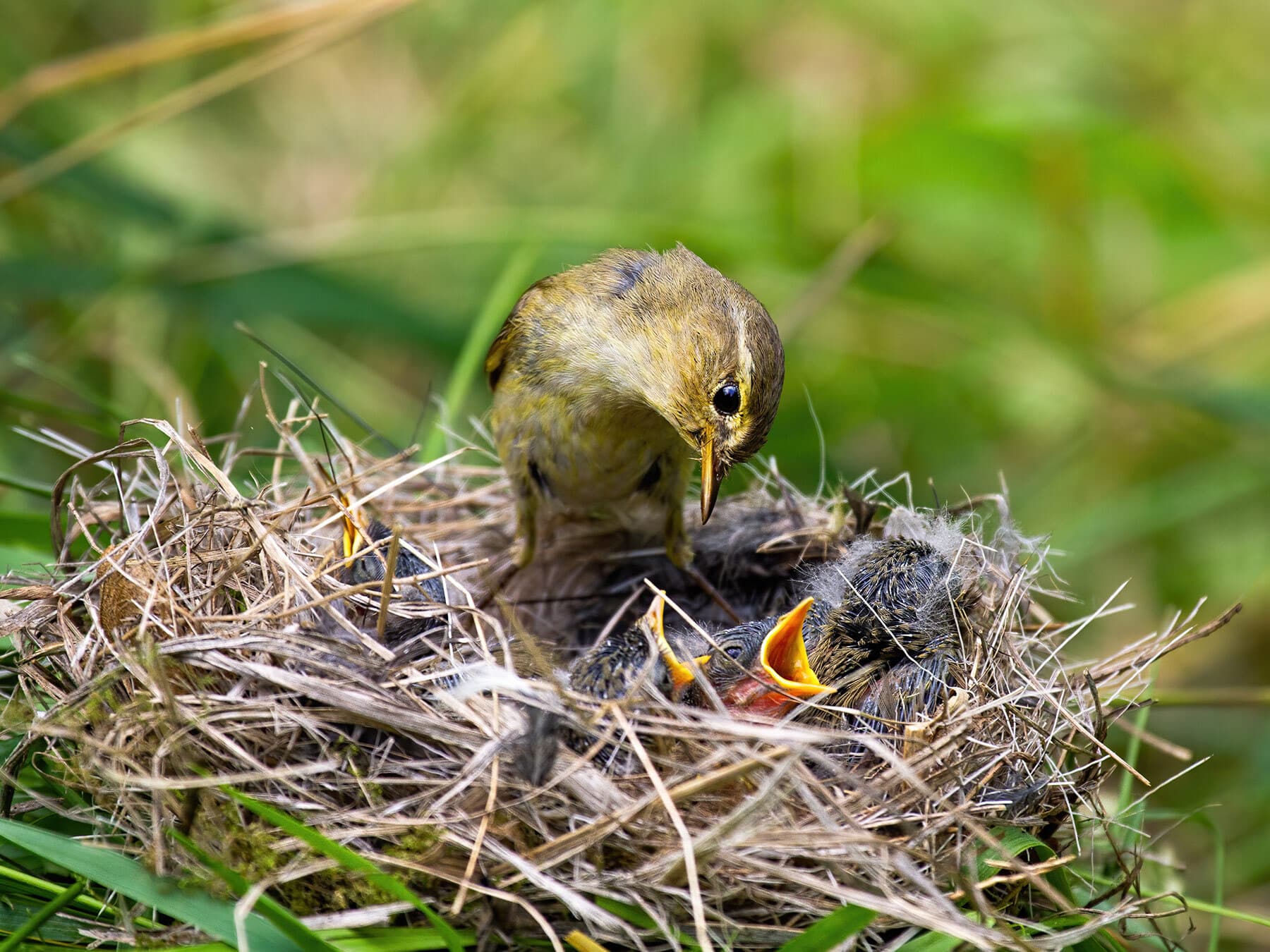 Willow Warbler nest with chicks