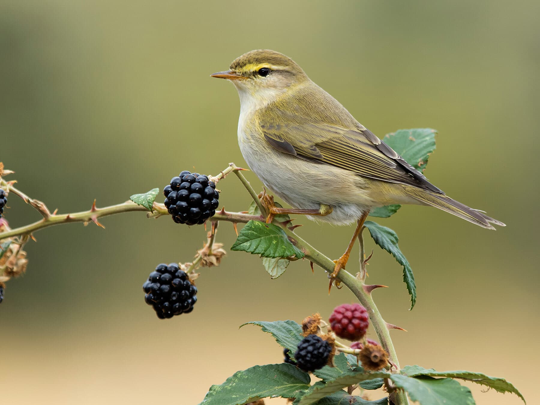 Willow Warbler on thistle bush