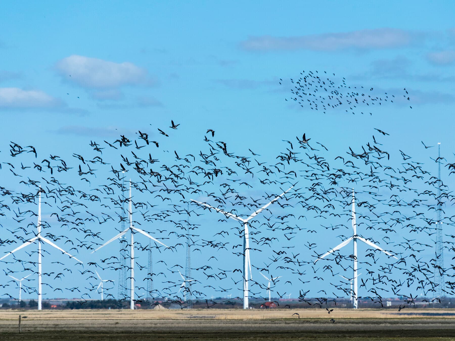 Wind turbines birds